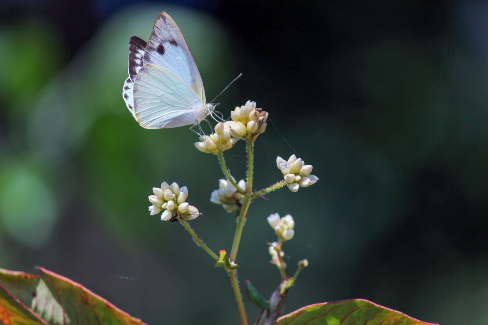 Canon EOS 600D (Rebel EOS T3i / EOS Kiss X5) sample photo. Butterfly, flowers, nature photography