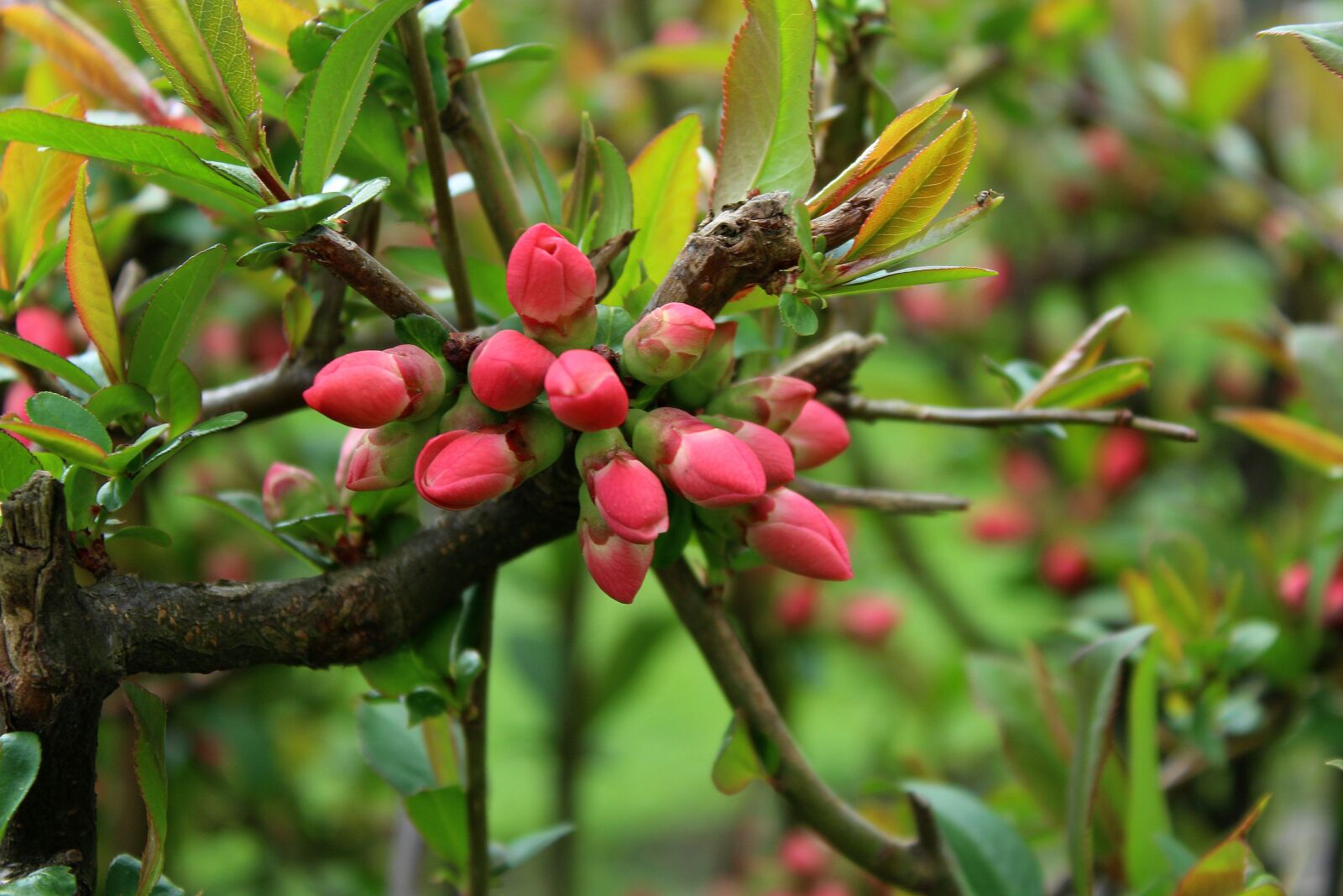 Canon EOS 1200D (EOS Rebel T5 / EOS Kiss X70 / EOS Hi) sample photo. Bush, the buds, chaenomeles photography