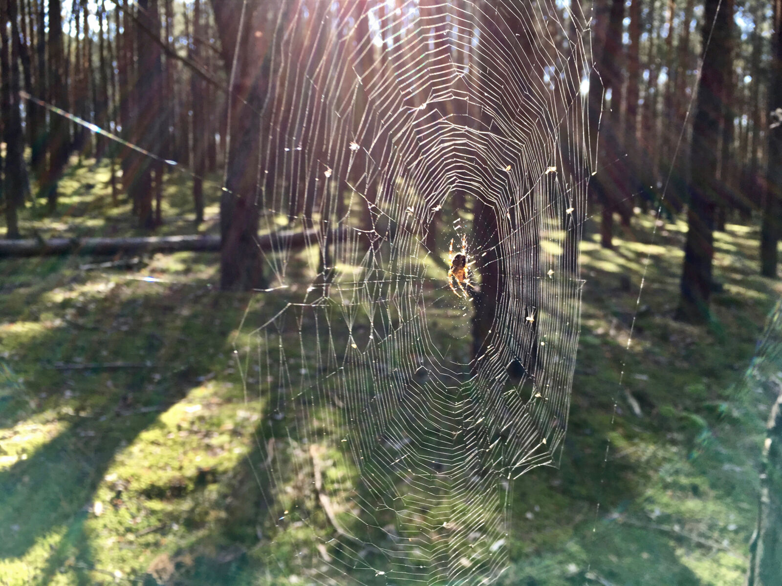 Apple iPhone SE sample photo. Web, spider, forest photography