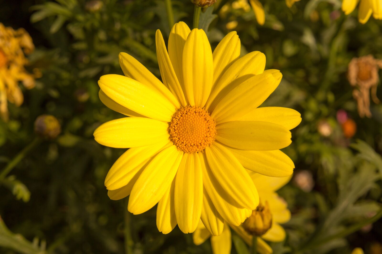 Canon EOS 60D sample photo. Nature, plant, flower photography