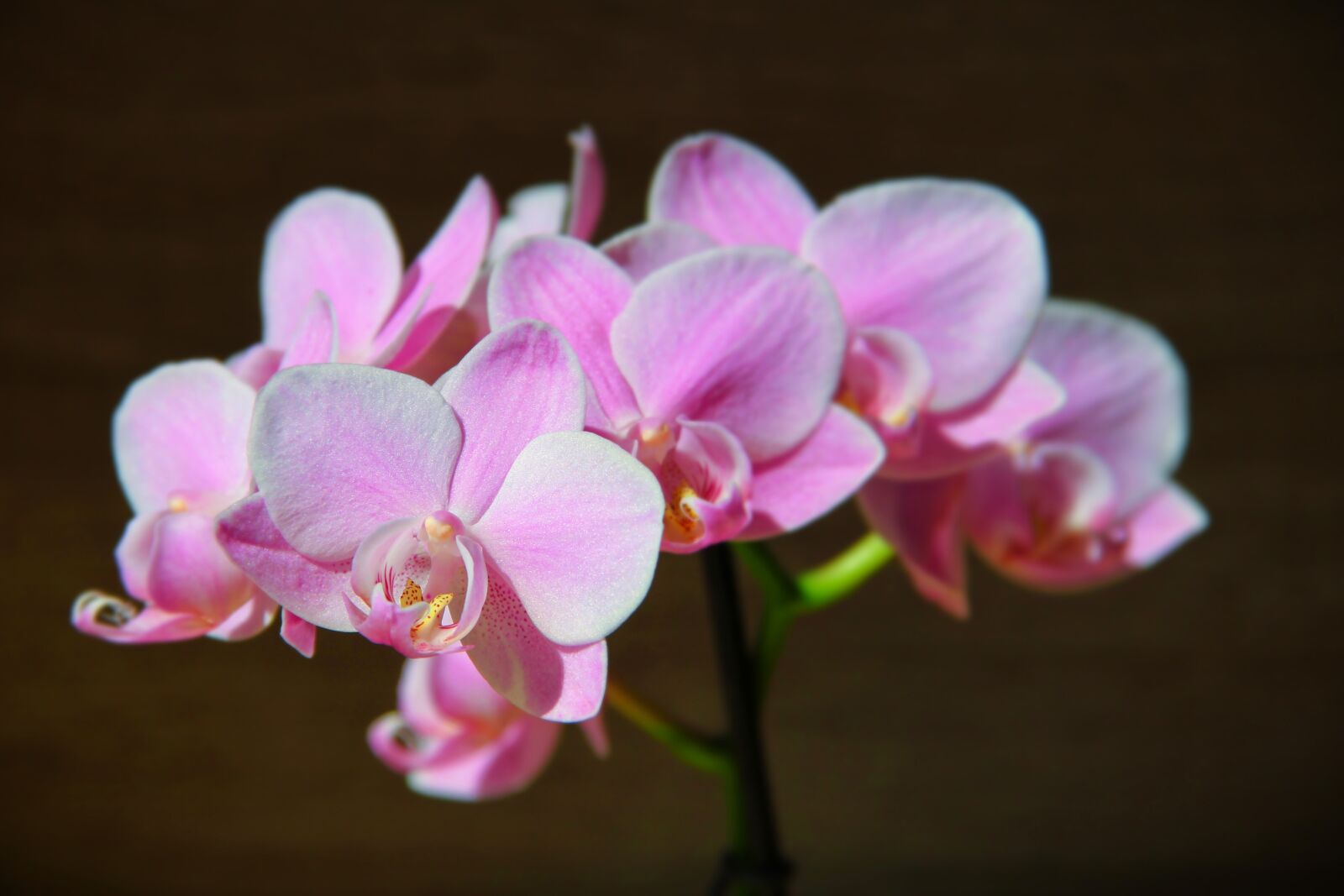 Canon EOS 600D (Rebel EOS T3i / EOS Kiss X5) sample photo. Orchid, pink, dragon's mouth photography