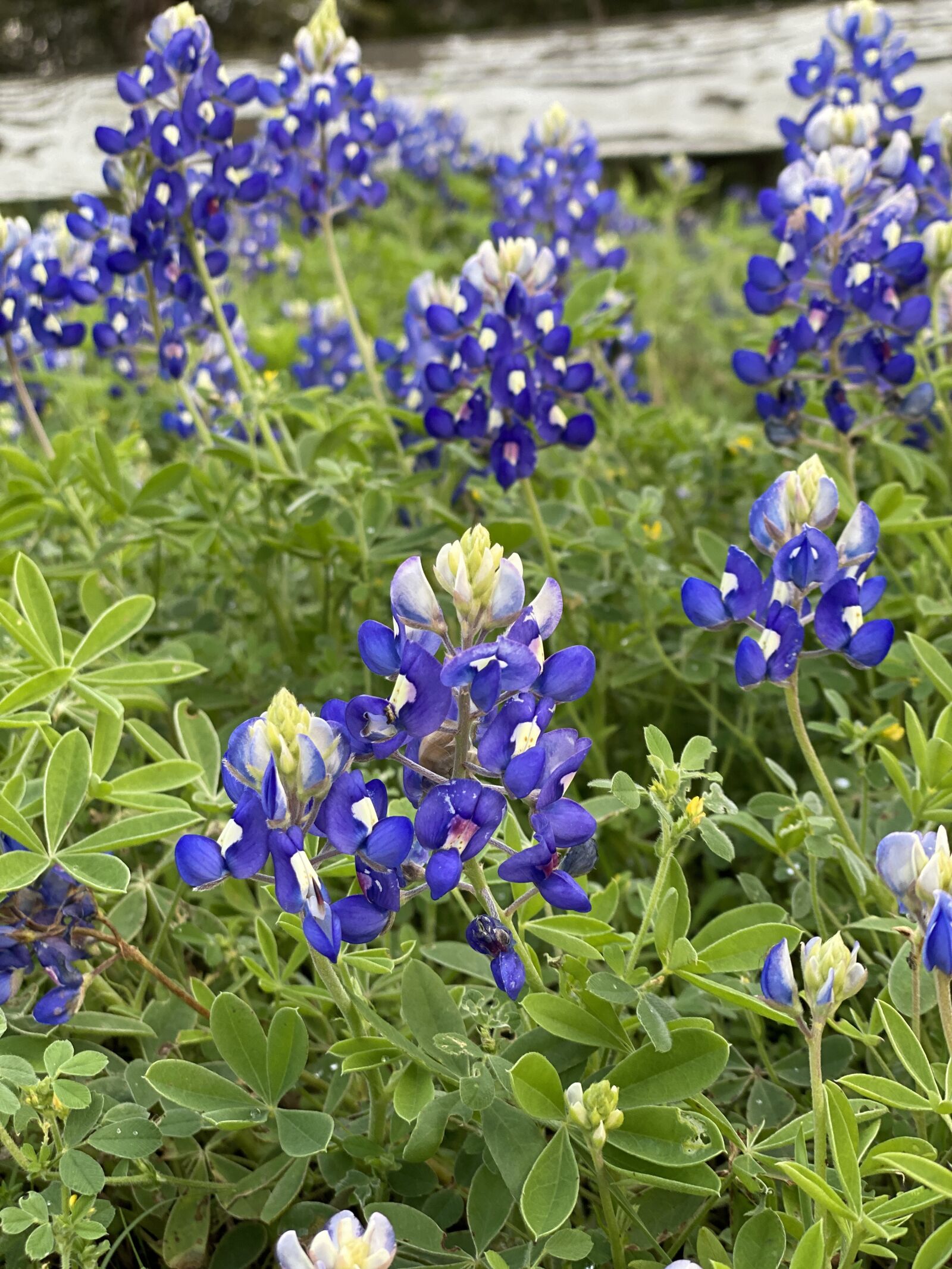 Apple iPhone 11 Pro Max + iPhone 11 Pro Max back dual camera 6mm f/2 sample photo. Bluebonnets, fence, texas flower photography