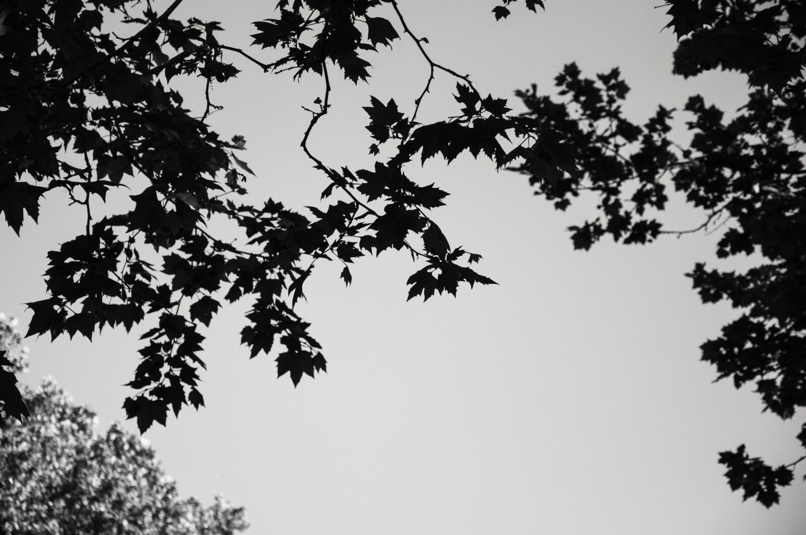 Nikon D90 sample photo. Tree, nature, wildlife photography