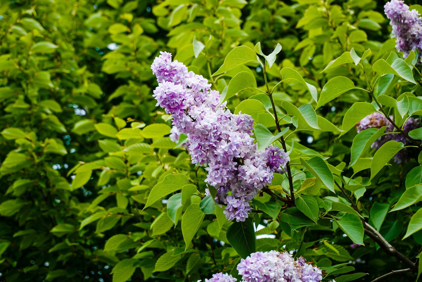 Sony a6000 sample photo. Lilac, blossom, bloom photography