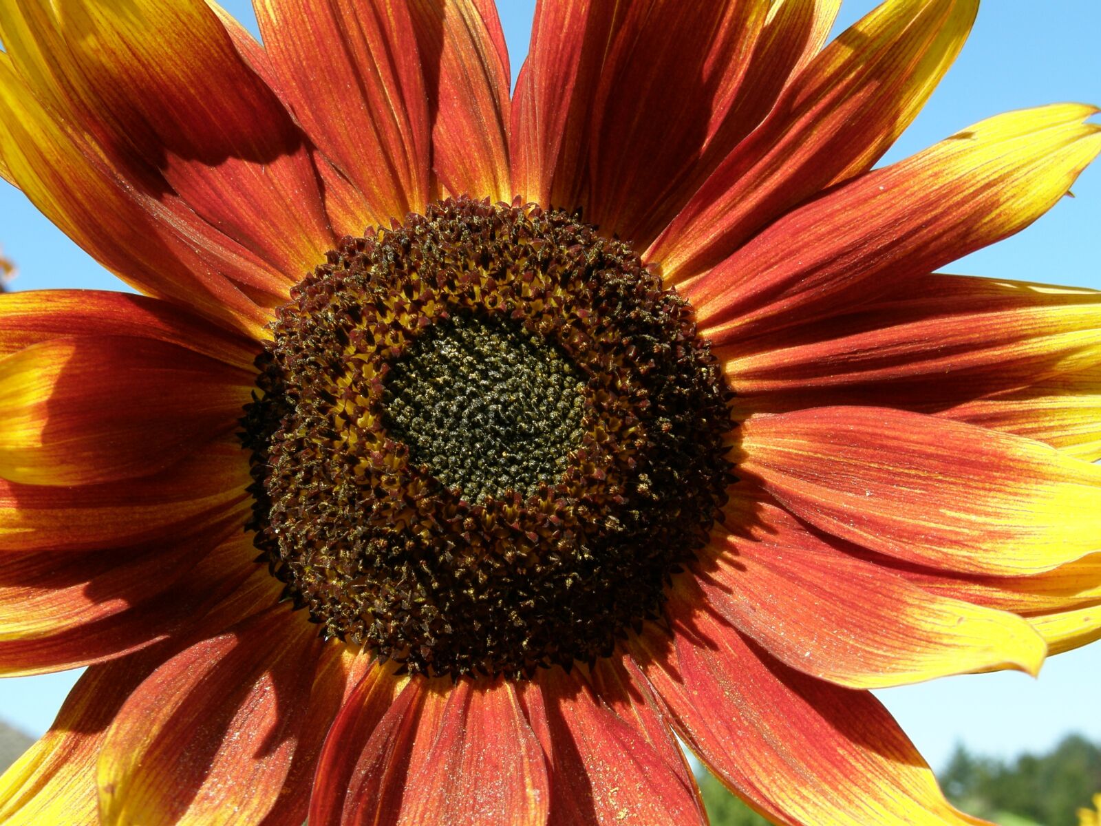 Olympus SP560UZ sample photo. Sunflower, red, yellow photography
