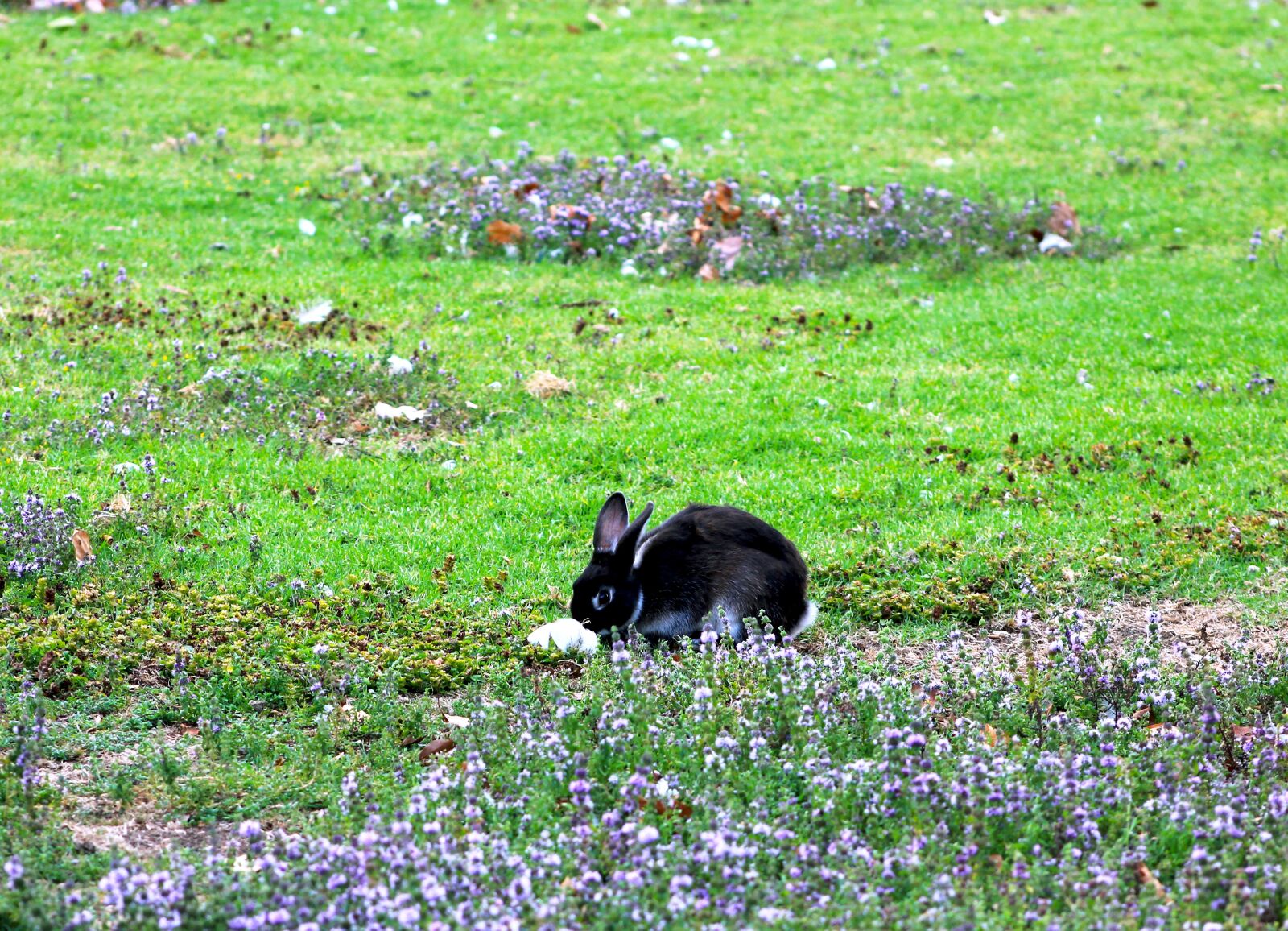 Canon EF75-300mm f/4-5.6 sample photo. Bunny, rabbit, hare photography