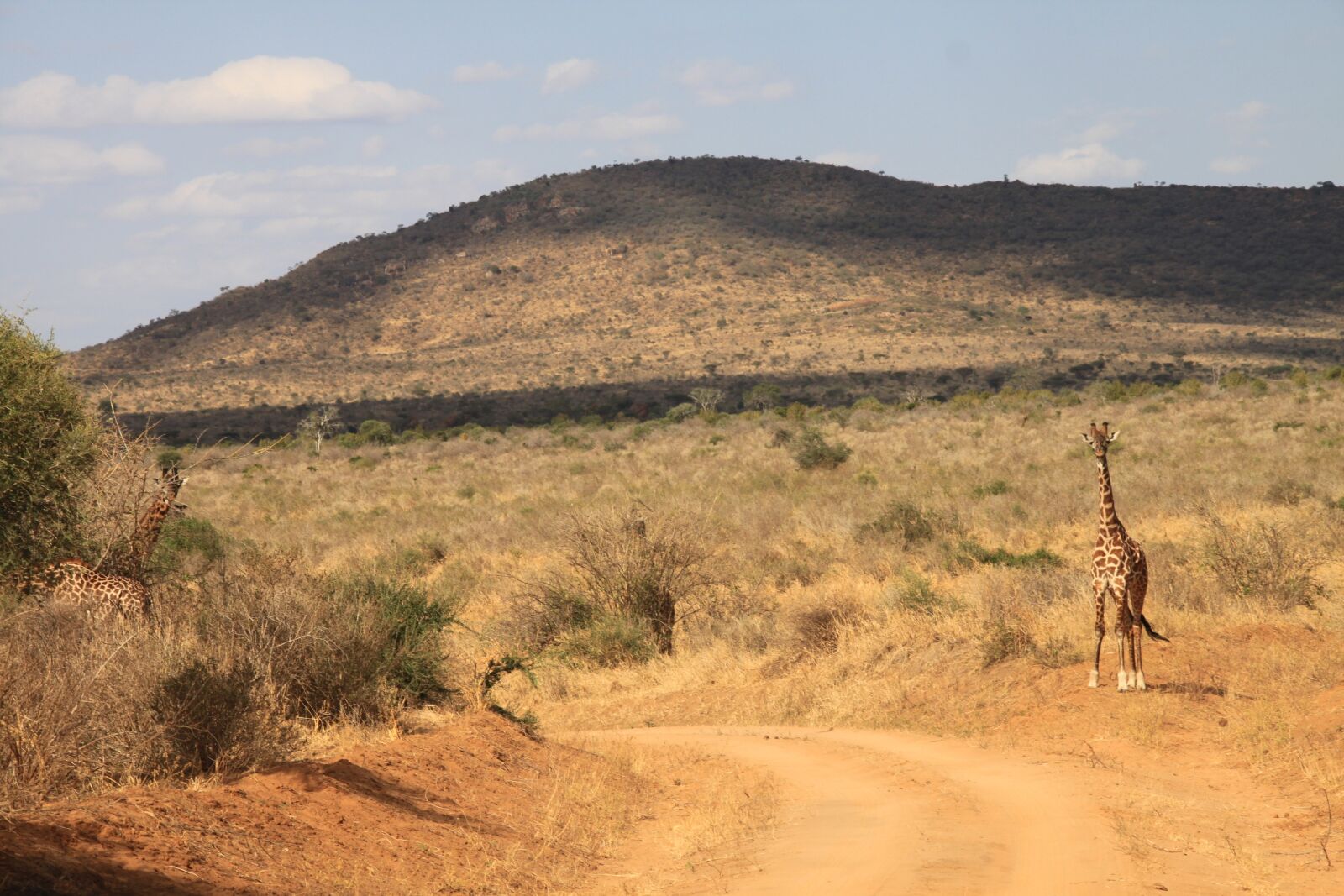 Canon EOS 500D (EOS Rebel T1i / EOS Kiss X3) sample photo. Giraffe, kenya, tsavo west photography
