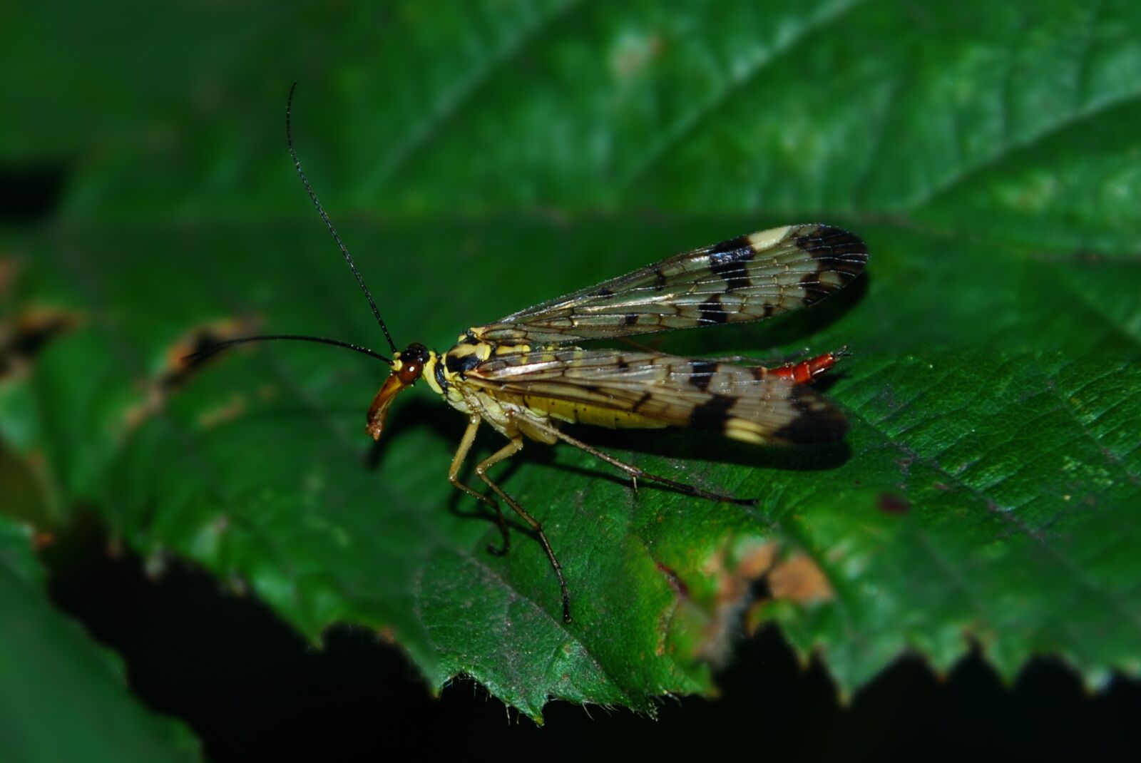 Nikon D80 sample photo. Scorpion fly, mecoptera, insect photography