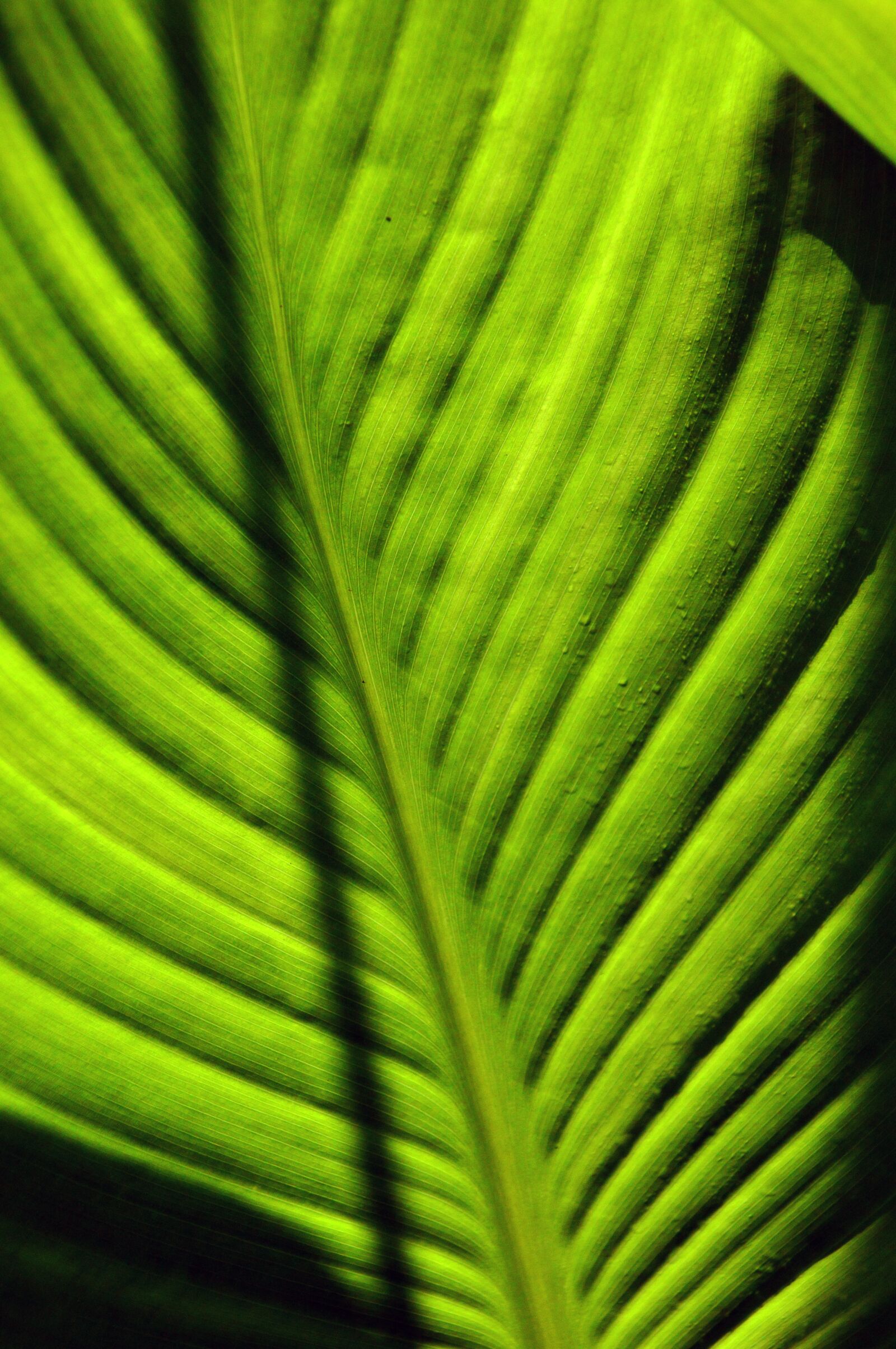 Nikon D3200 sample photo. Foliage, green, worth photography