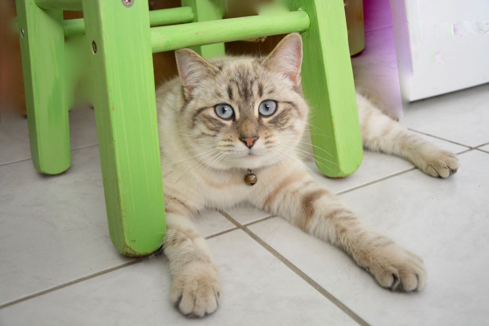 Nikon D5200 sample photo. Cat, domestic animal, feline photography