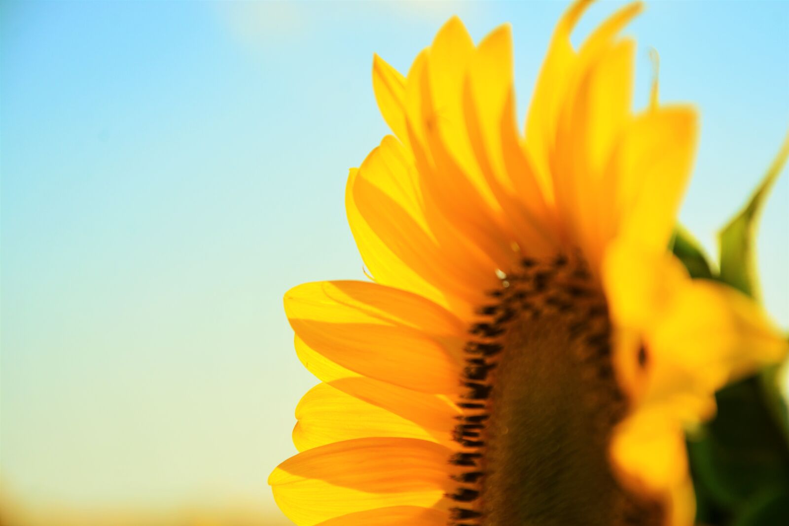 Nikon D7100 sample photo. Sunflower, village, plant photography