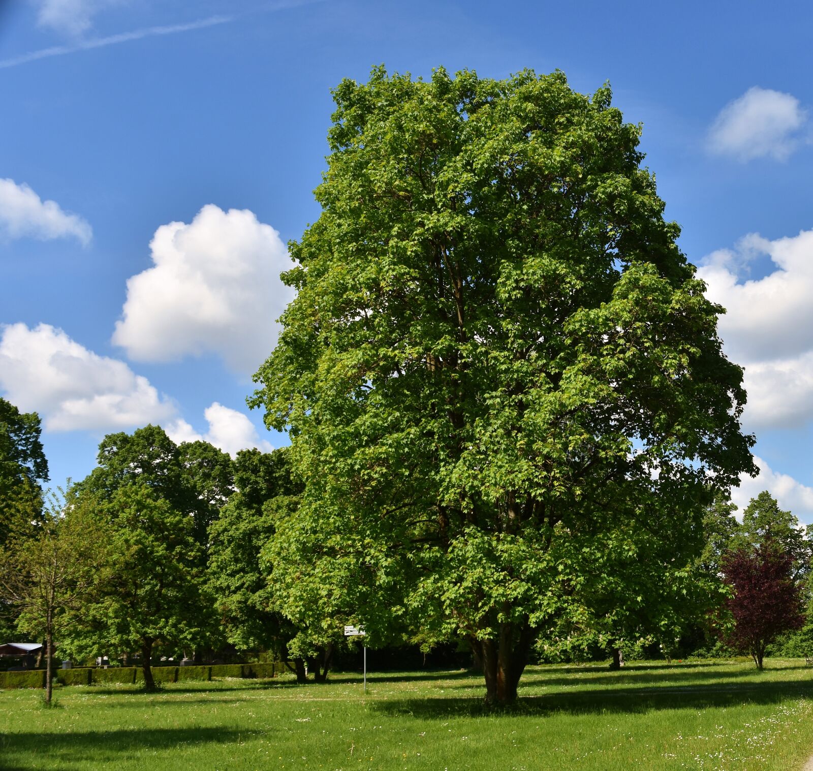Nikon D7200 sample photo. Tree, nature, landscape photography