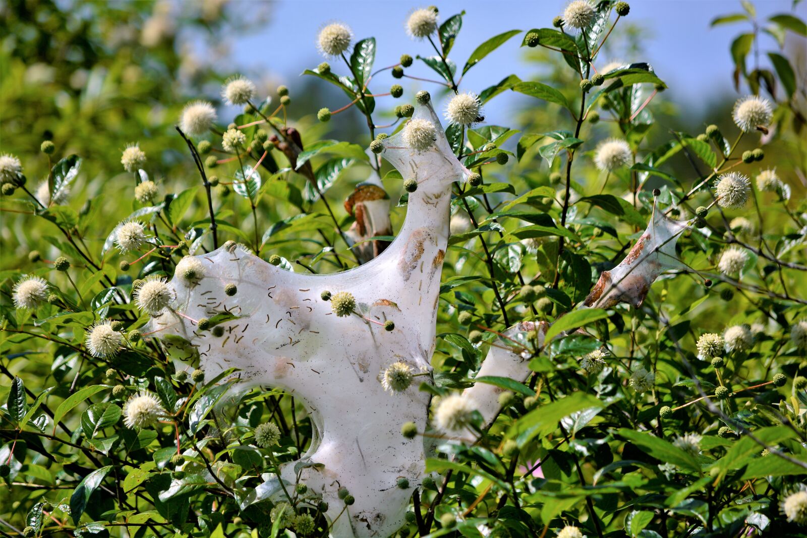 Nikon D7100 sample photo. Tent caterpillars, hairy, black photography
