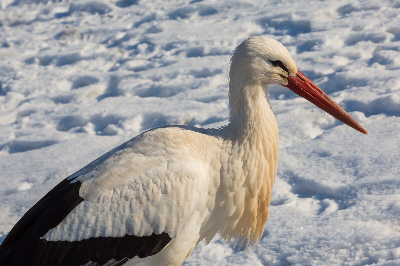 Canon EOS 5D Mark III sample photo. Stork, hibernate, bird photography