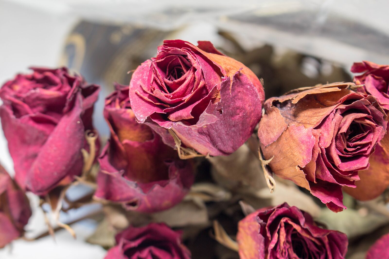 Canon EOS 700D (EOS Rebel T5i / EOS Kiss X7i) sample photo. Old, red, roses photography