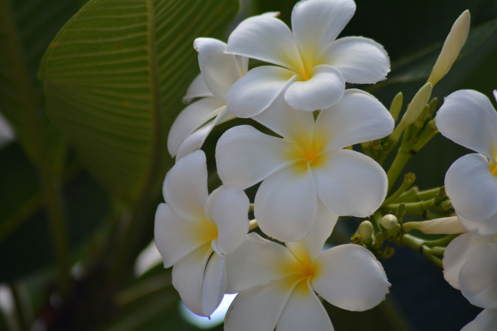 Nikon D7100 sample photo. Frangipani, plumeria white, more photography