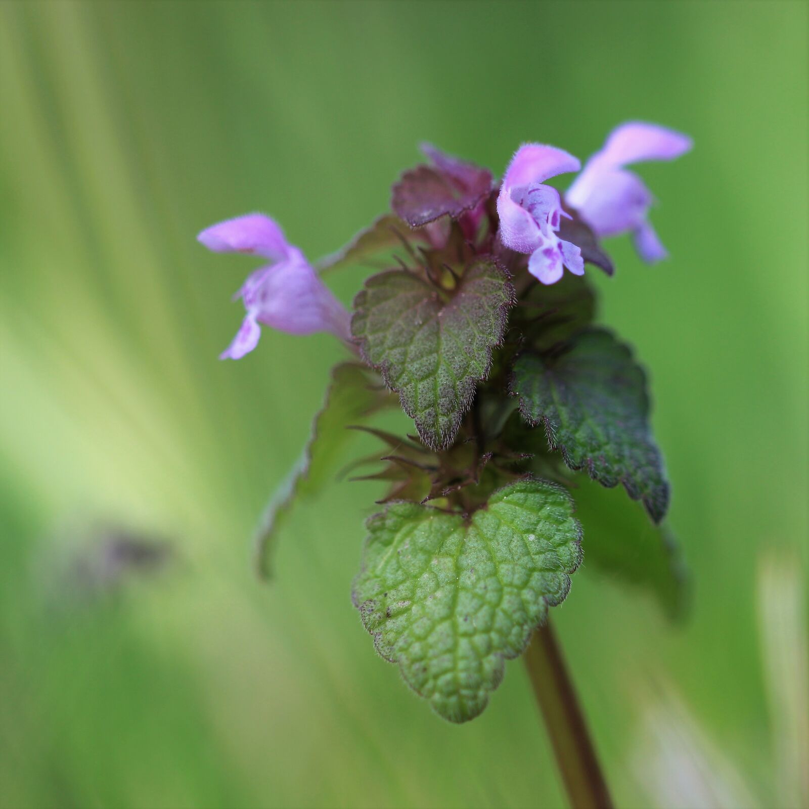 Canon EOS 600D (Rebel EOS T3i / EOS Kiss X5) sample photo. Nature, flower, plant photography