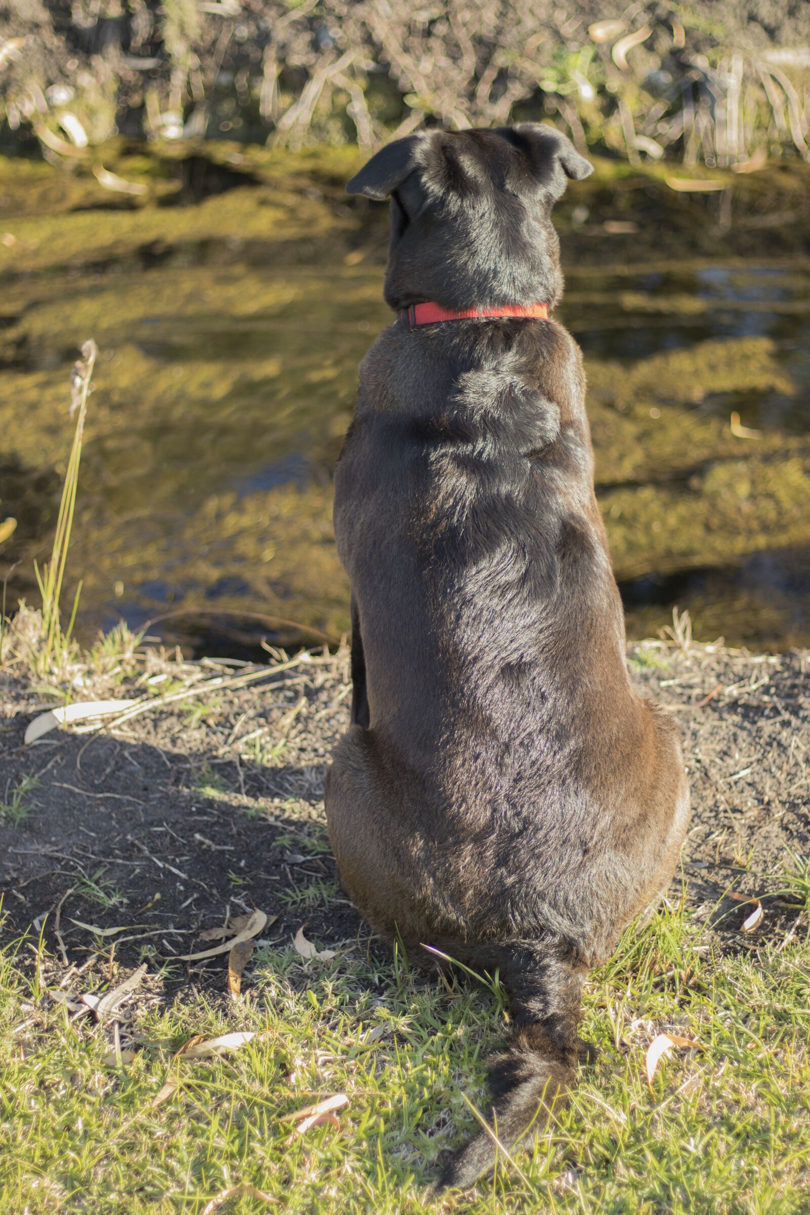 Canon EOS 200D (EOS Rebel SL2 / EOS Kiss X9) sample photo. Black labrador, dog, canine photography