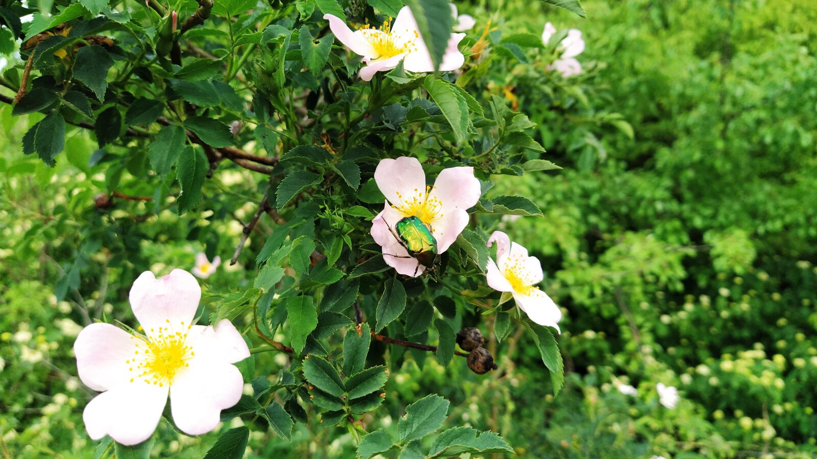 Xiaomi Mi A3 sample photo. Blossom, nature, beetle photography