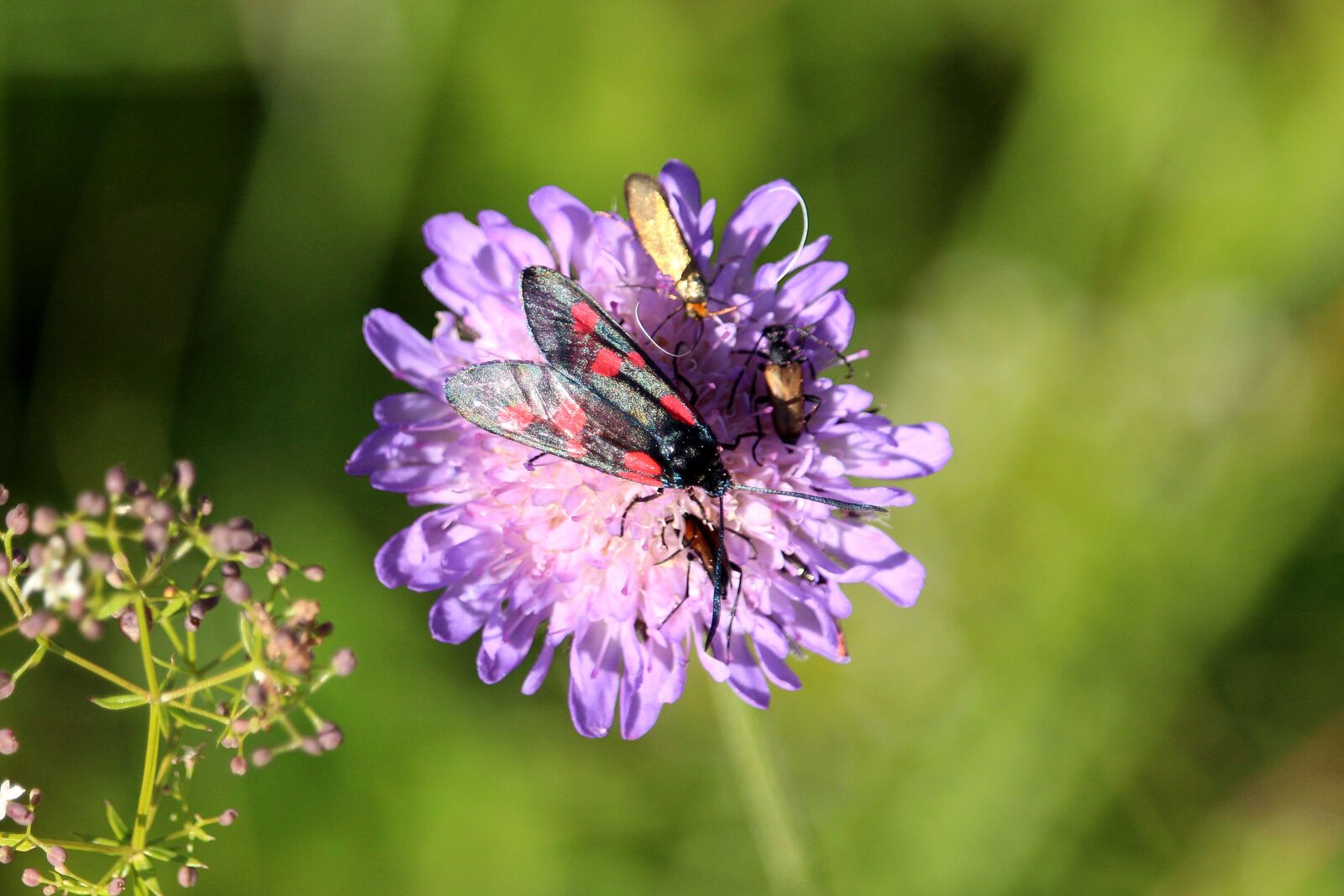 Canon EF-S 55-250mm F4-5.6 IS STM sample photo. Flower, purple, insect photography