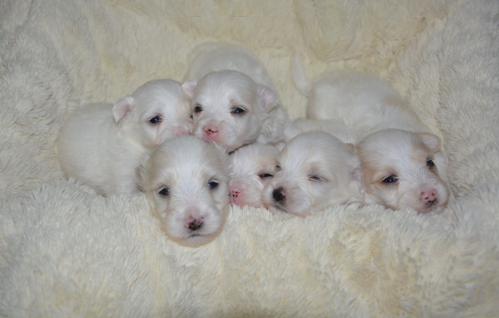 Nikon D5200 sample photo. Puppies coton tulear, baby photography