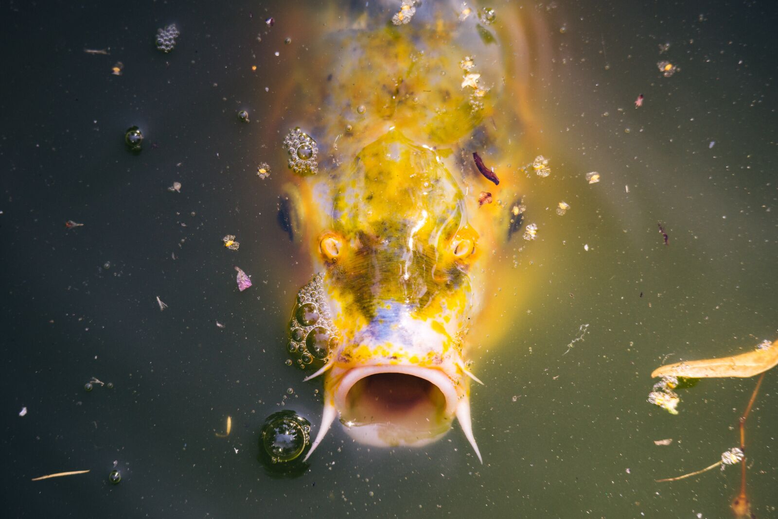 Nikon D800 sample photo. Carp, fish, koi photography