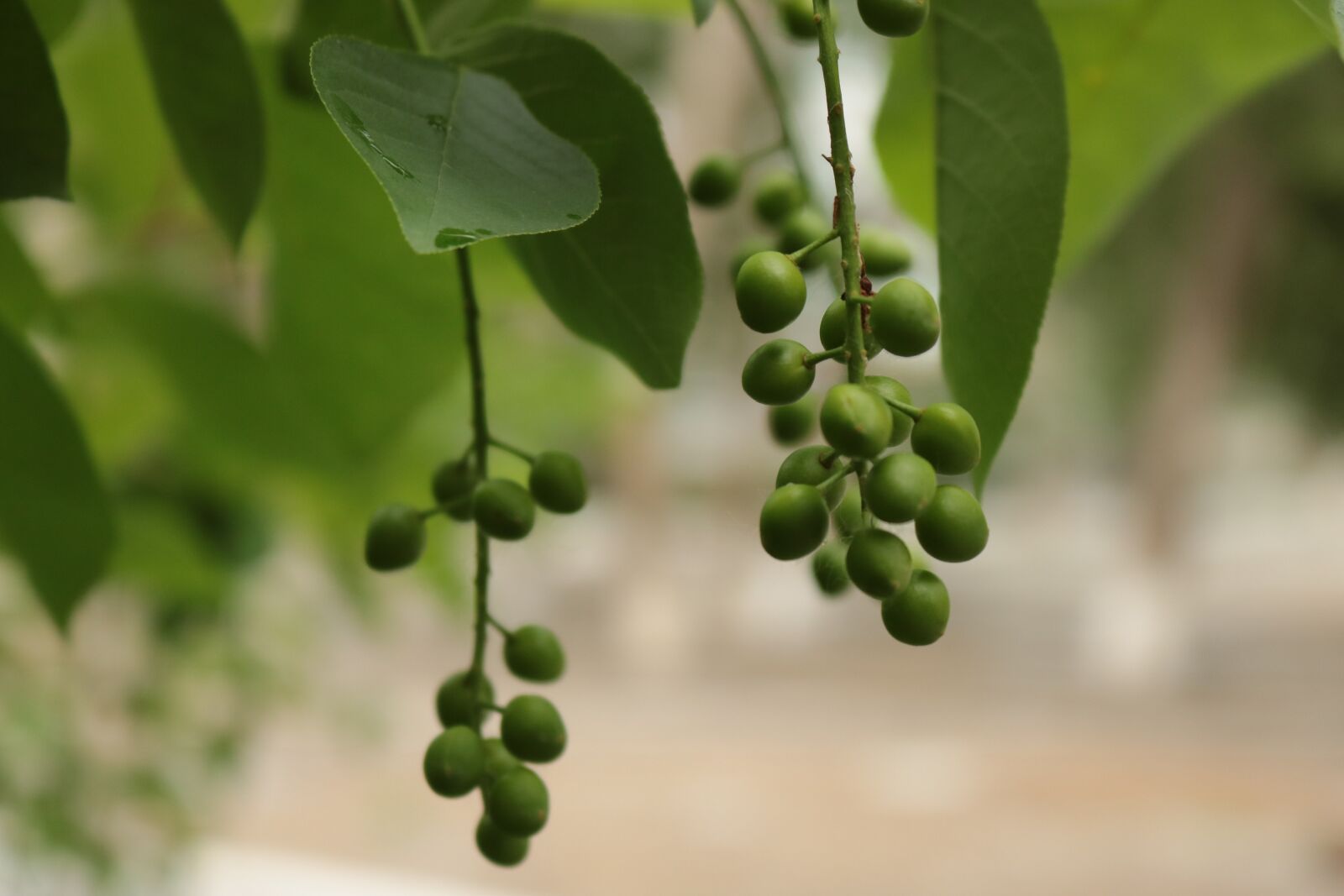 Canon EOS 750D (EOS Rebel T6i / EOS Kiss X8i) sample photo. Bird-cherry tree, tree, summer photography