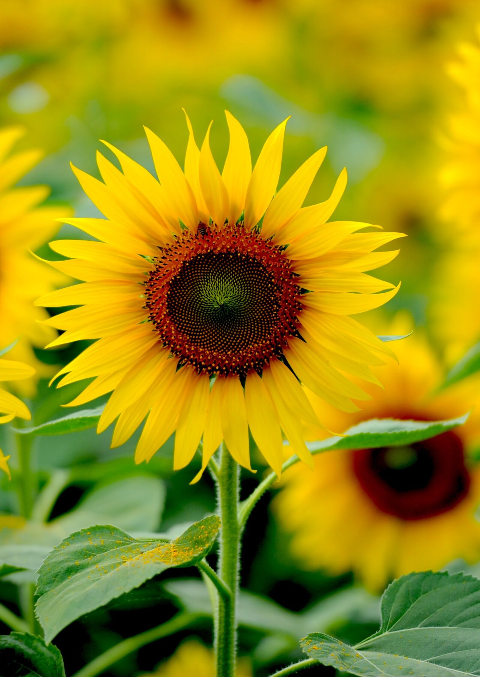 Nikon D700 sample photo. Big sun smile, korat photography
