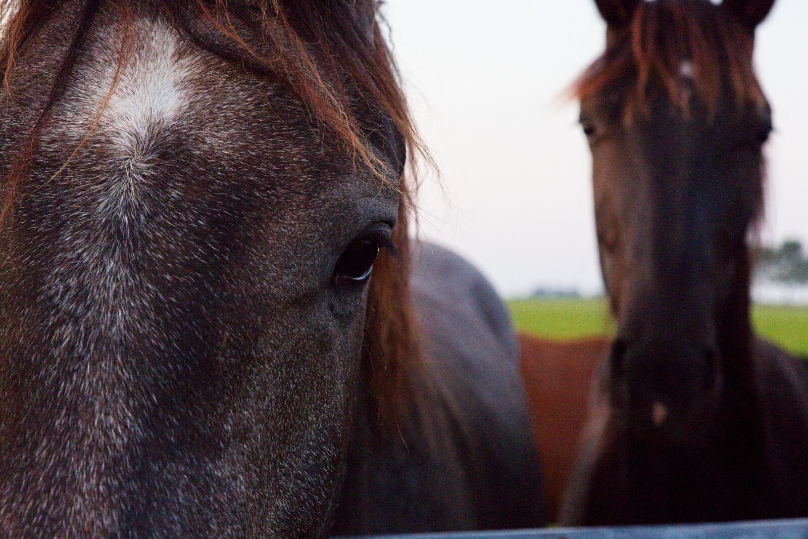 Canon EOS 6D Mark II sample photo. Horse, horsehead, eye photography