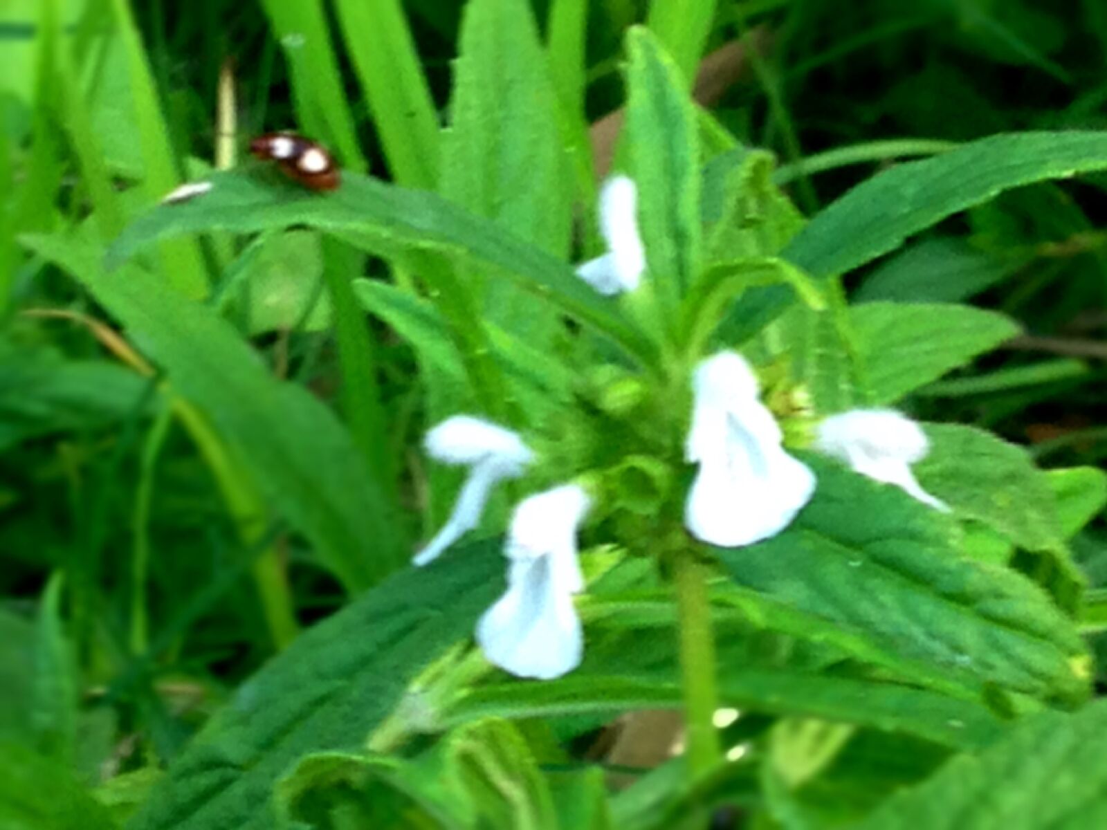 iPhone 5c back camera 4.12mm f/2.4 sample photo. Beautiful, flowers, green, leaf photography