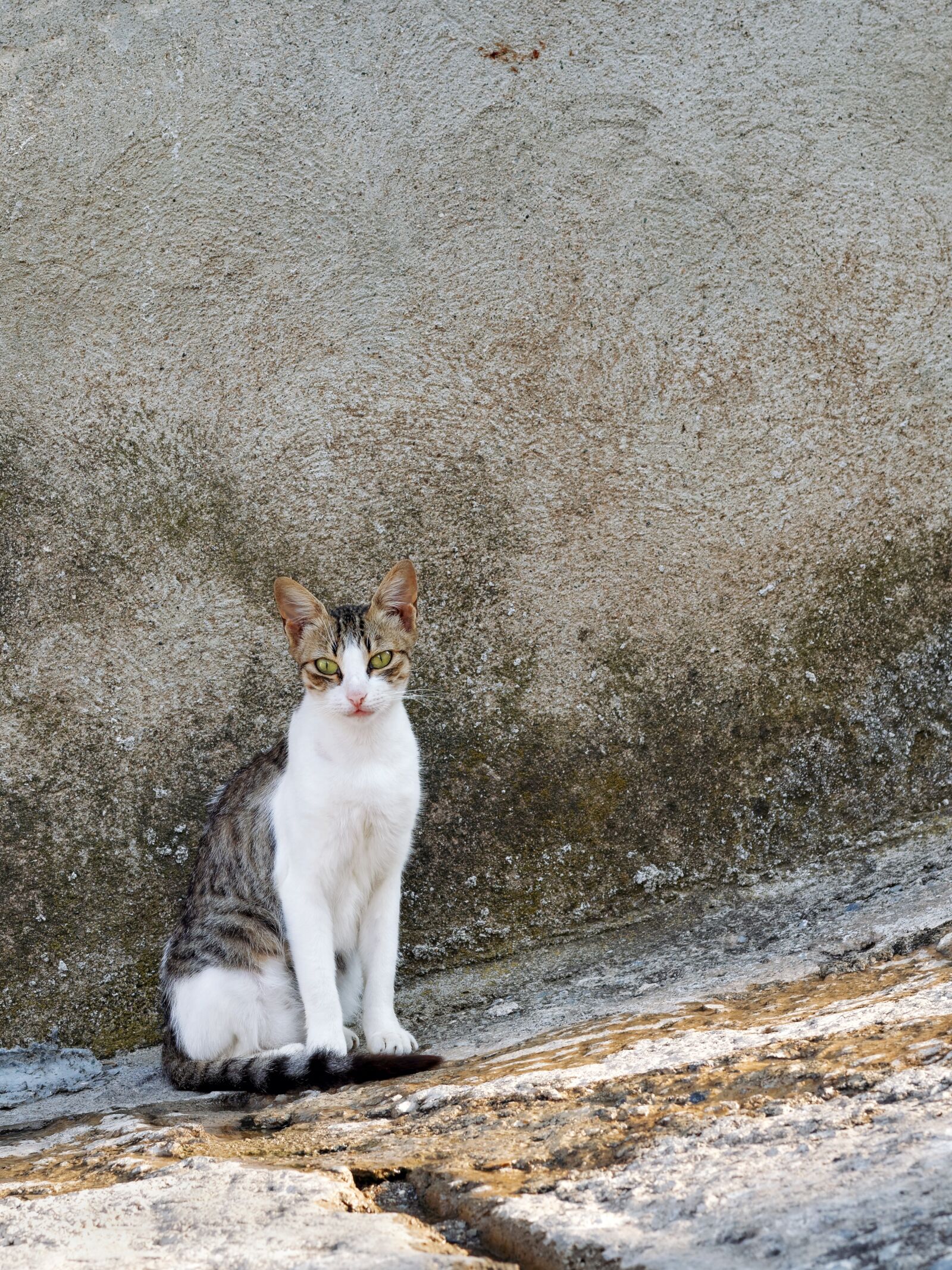 Nikon D3300 sample photo. Greek street cat on photography