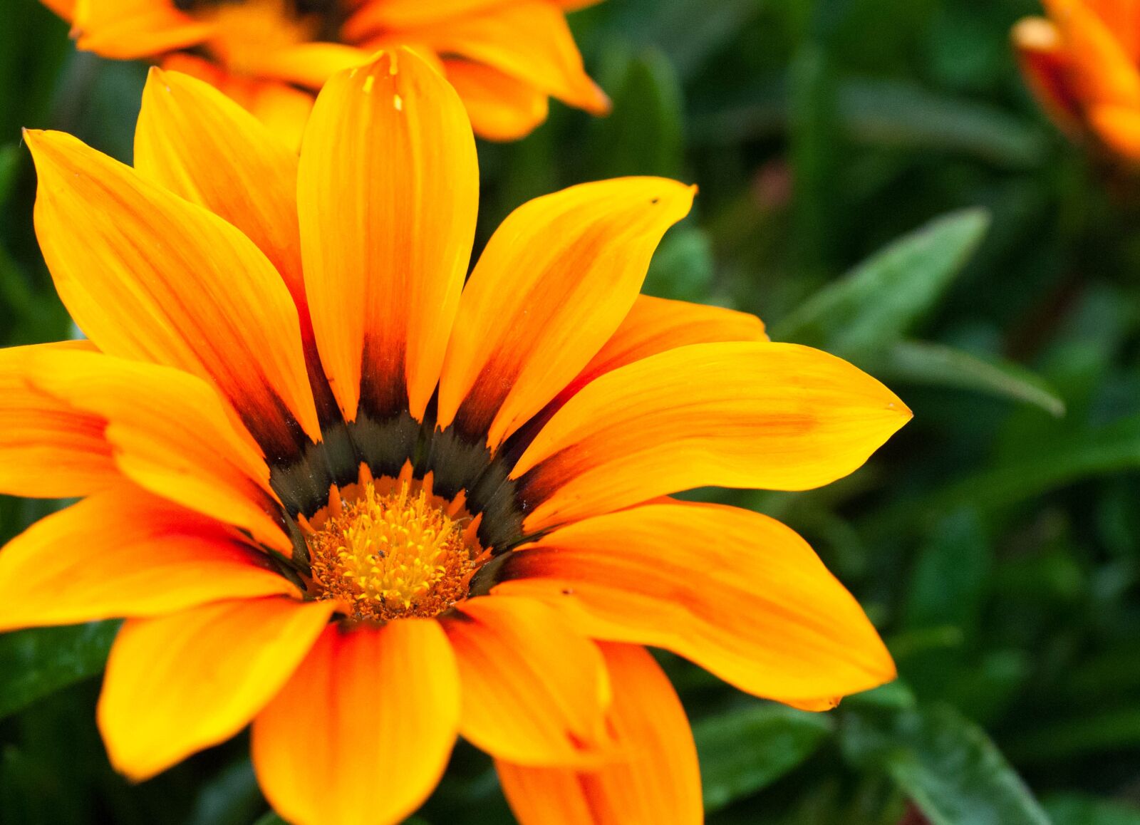 Nikon D300 sample photo. Flower, orange, yellow photography