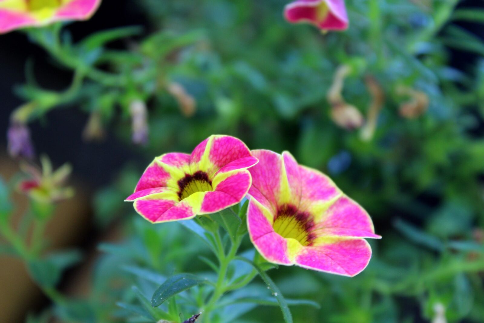Canon EOS 1200D (EOS Rebel T5 / EOS Kiss X70 / EOS Hi) sample photo. Flowers, plants, garden photography