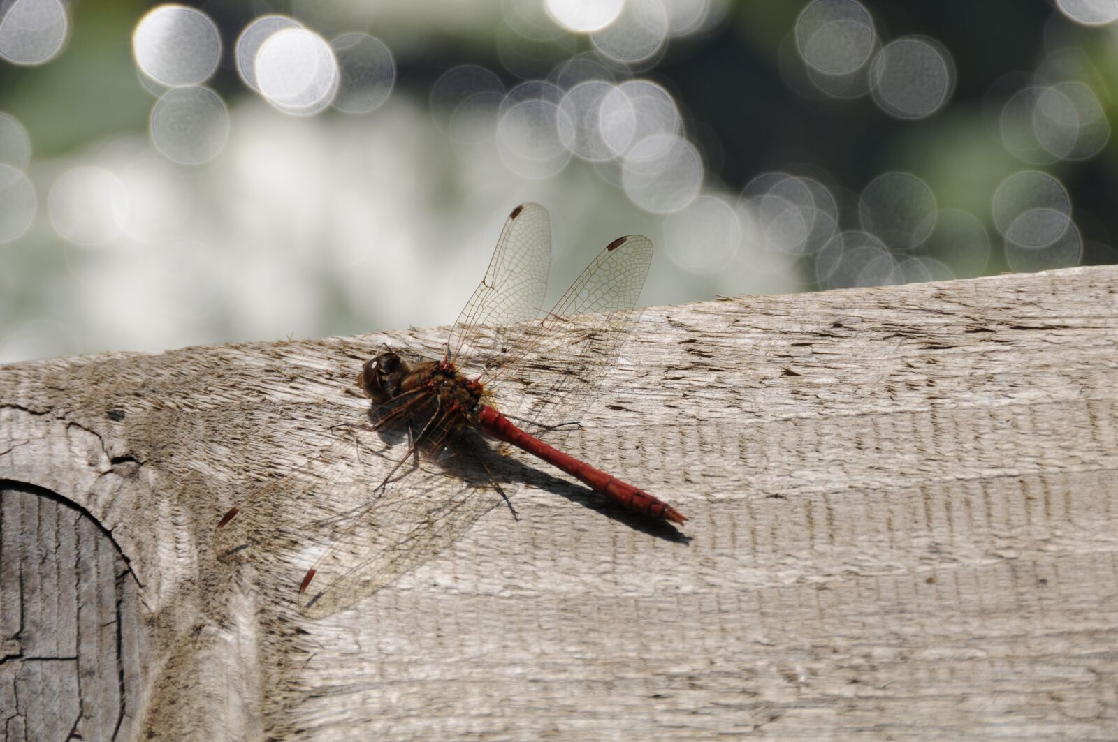 Nikon D300 sample photo. Dragonfly, nature, insect photography