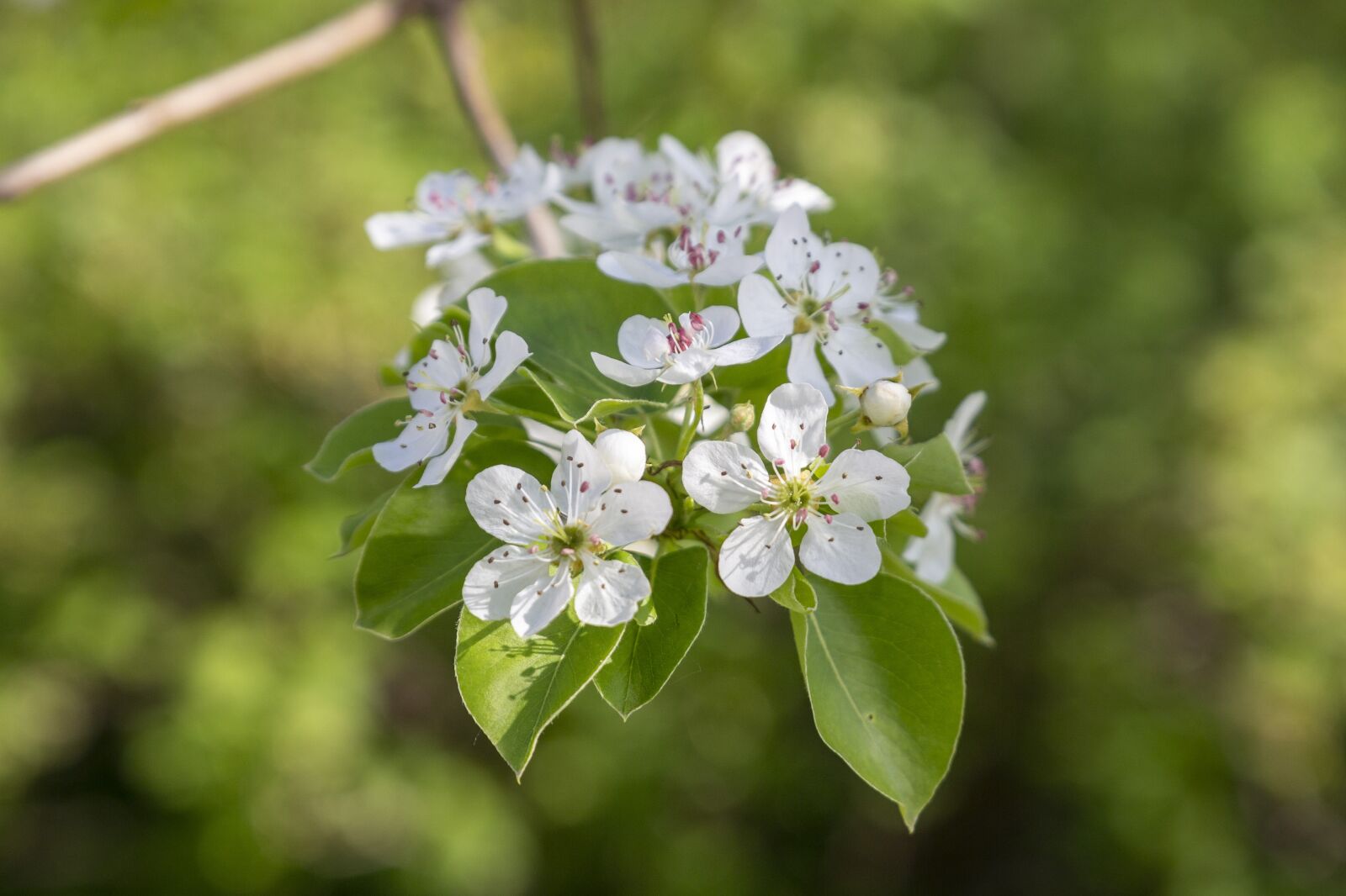 Canon EOS 60D sample photo. Pear, spring, may photography
