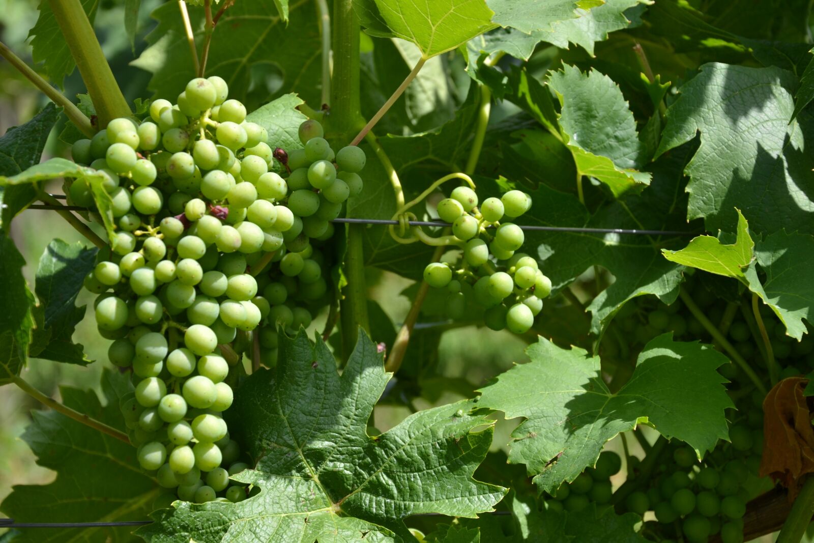 Nikon D3100 sample photo. Wine, vine, grapes photography