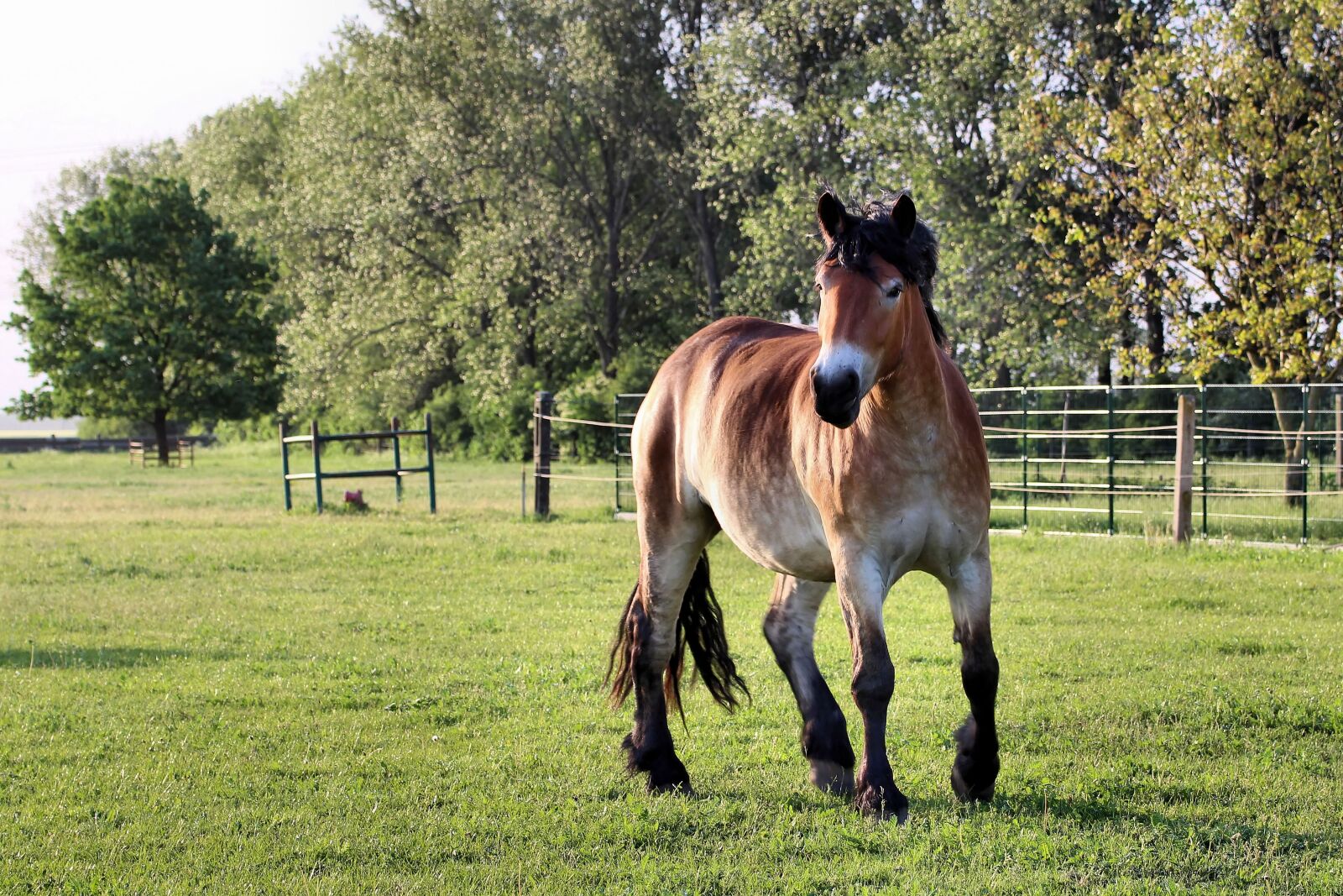 Canon EOS 1200D (EOS Rebel T5 / EOS Kiss X70 / EOS Hi) sample photo. Horse, kaltblut, mare photography
