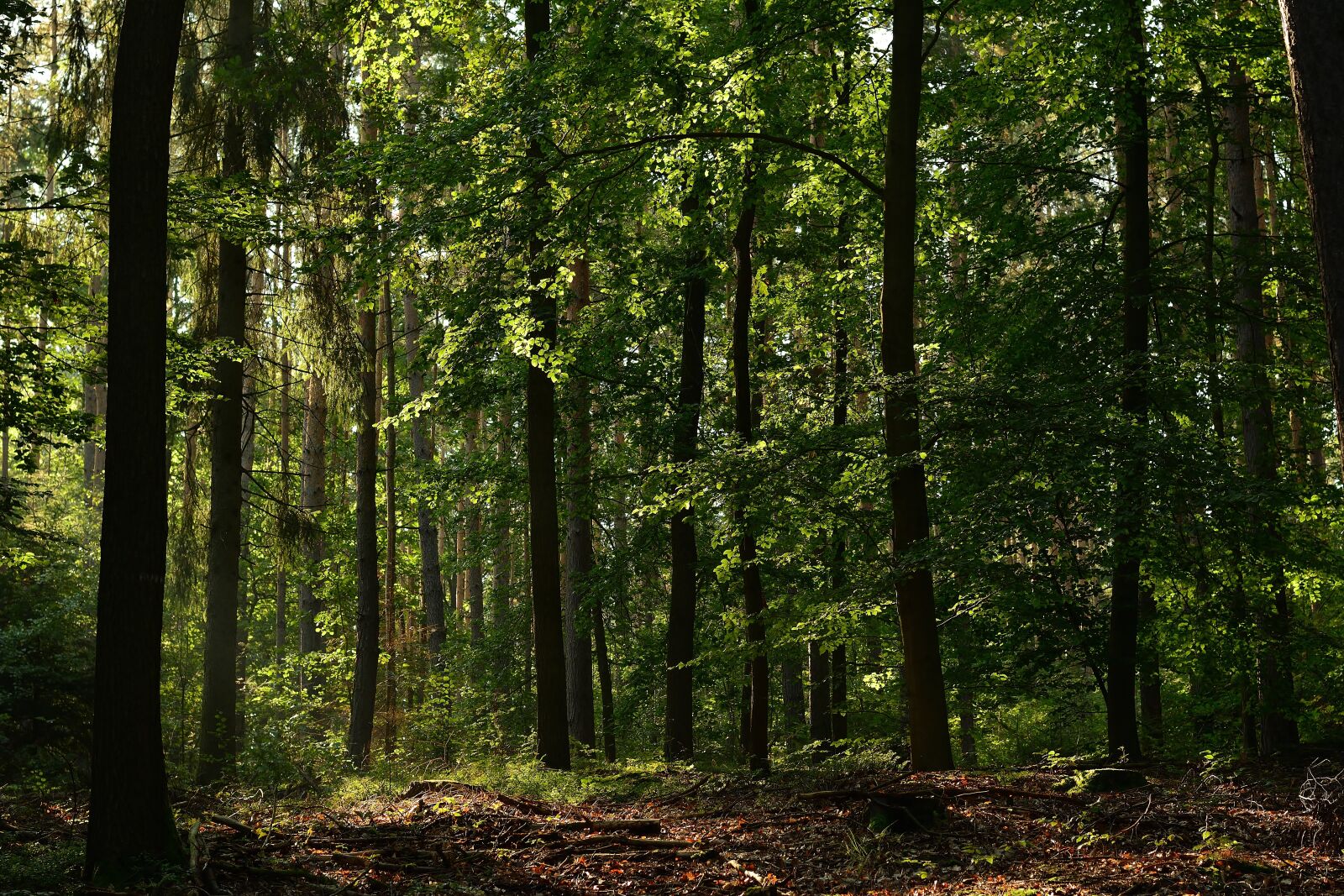Nikon D5200 sample photo. Nature, forest, sunrise photography