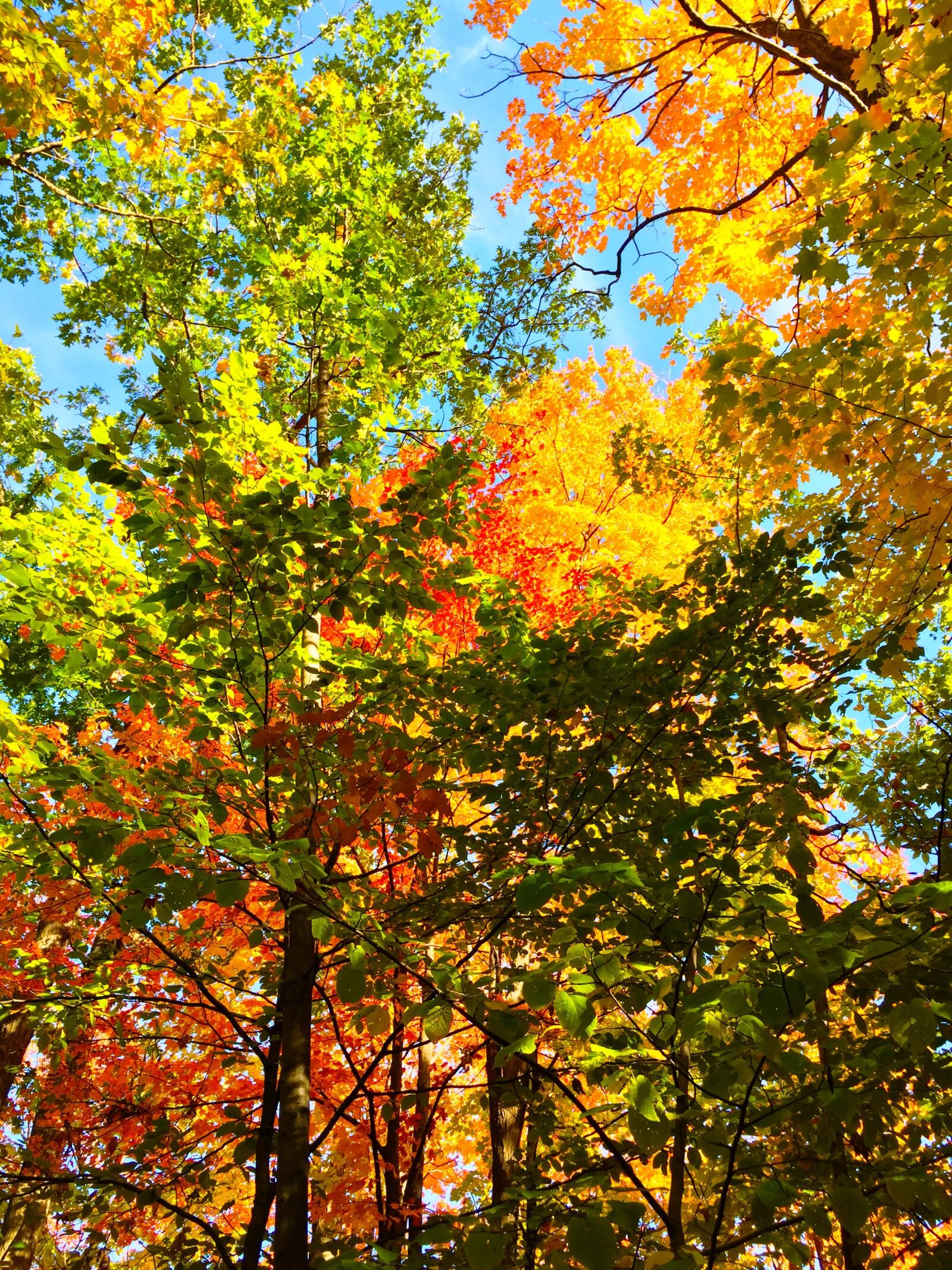 Apple iPhone 6 sample photo. Trees, leaves, nature photography