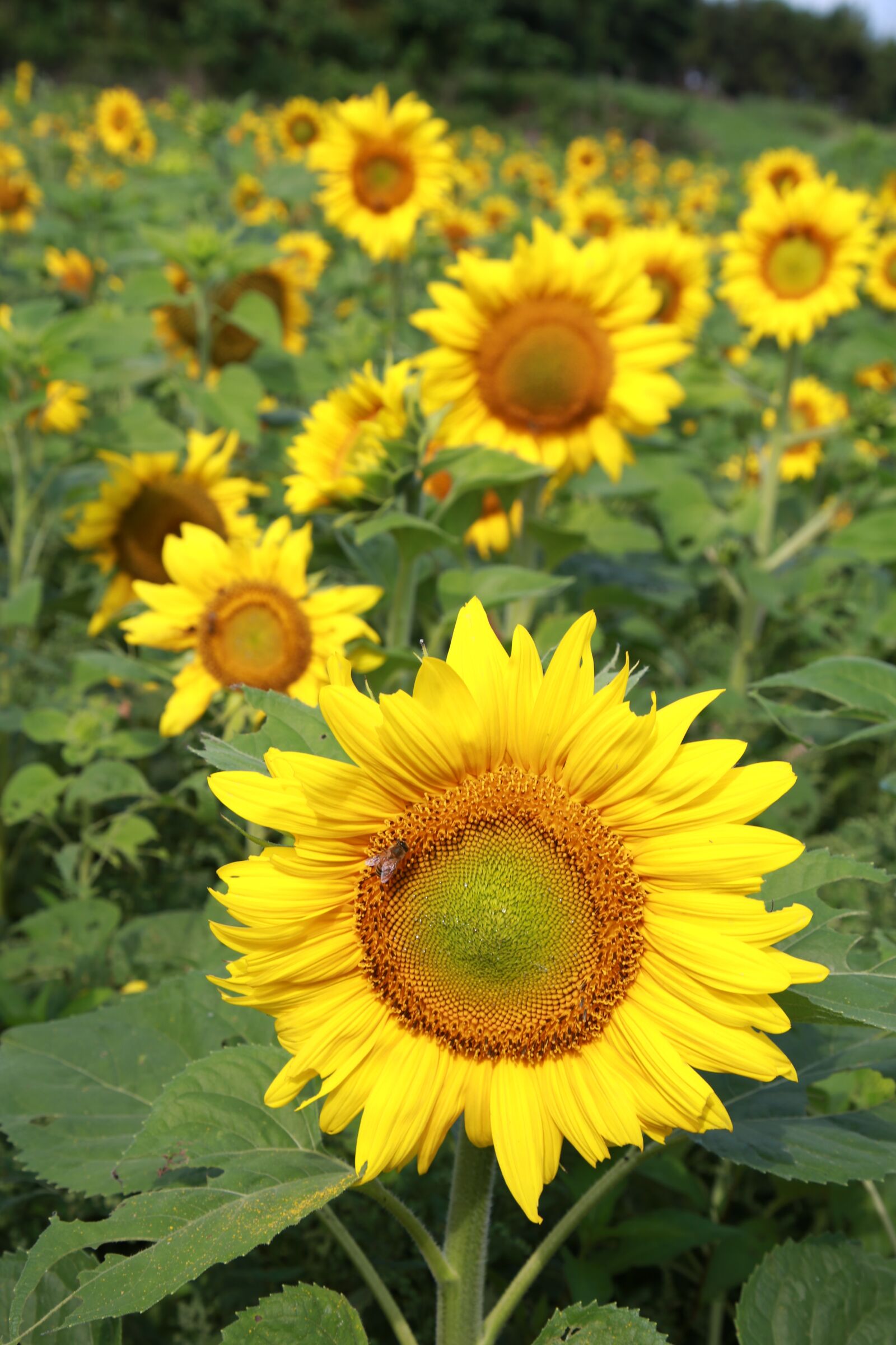Canon EOS 6D + Canon EF 24-105mm F4L IS USM sample photo. Sunflower, flowers, nature photography