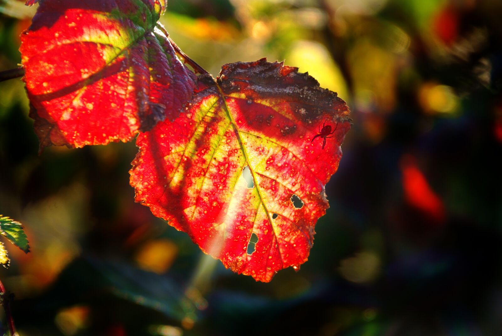Nikon D80 sample photo. Leaf, tree, autumn photography