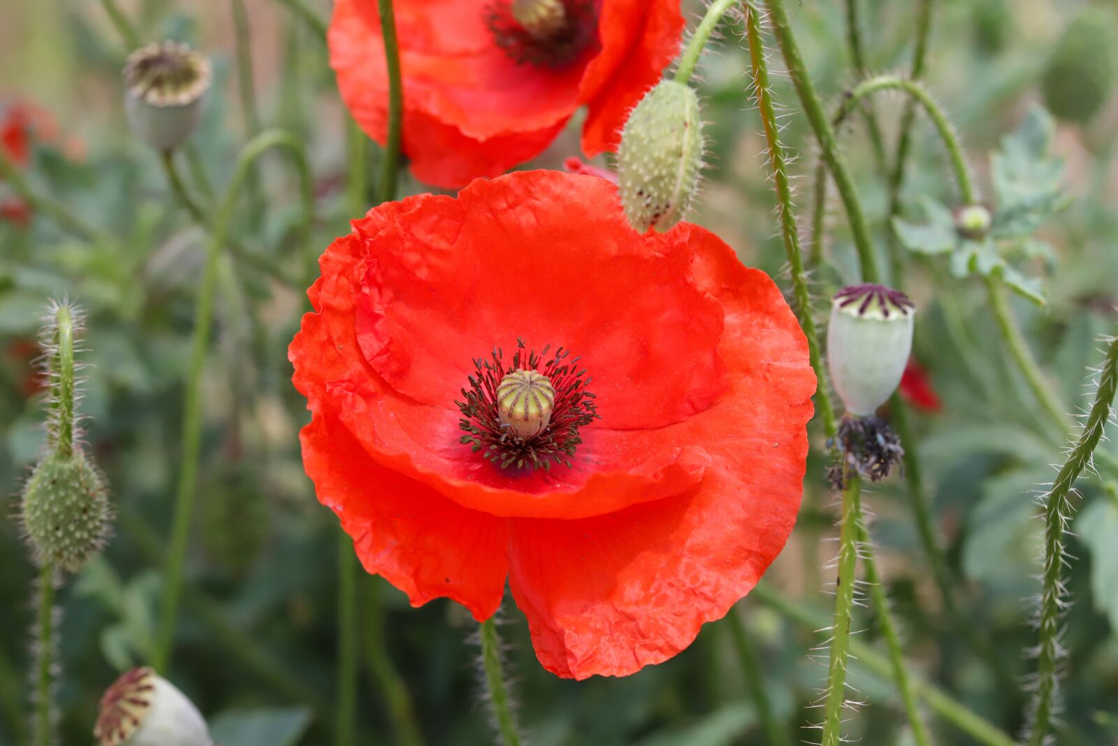 Canon EOS 6D Mark II sample photo. Poppy, flowers, plants photography