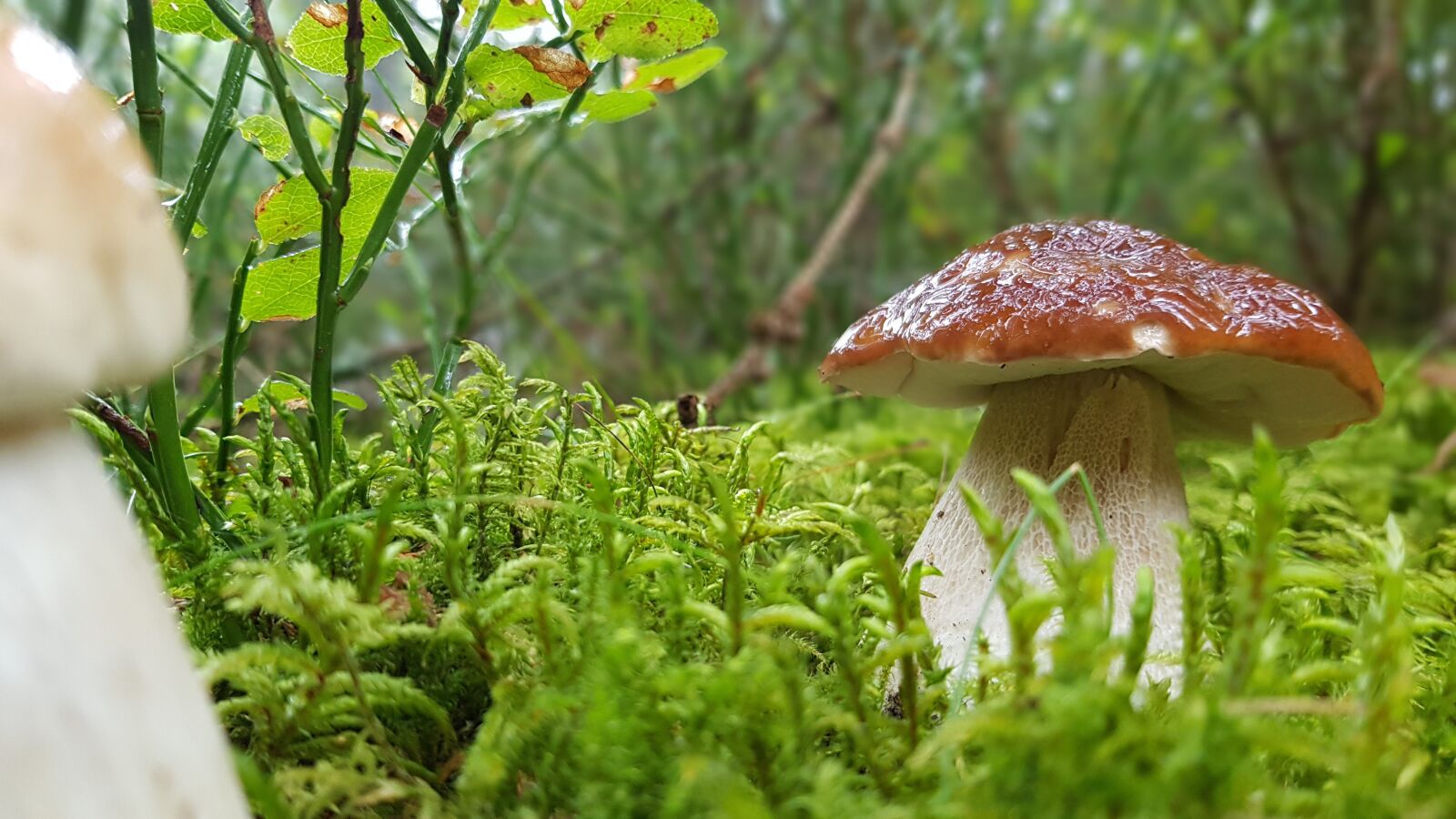 Samsung Galaxy S8 sample photo. Forest, mushroom, cep photography