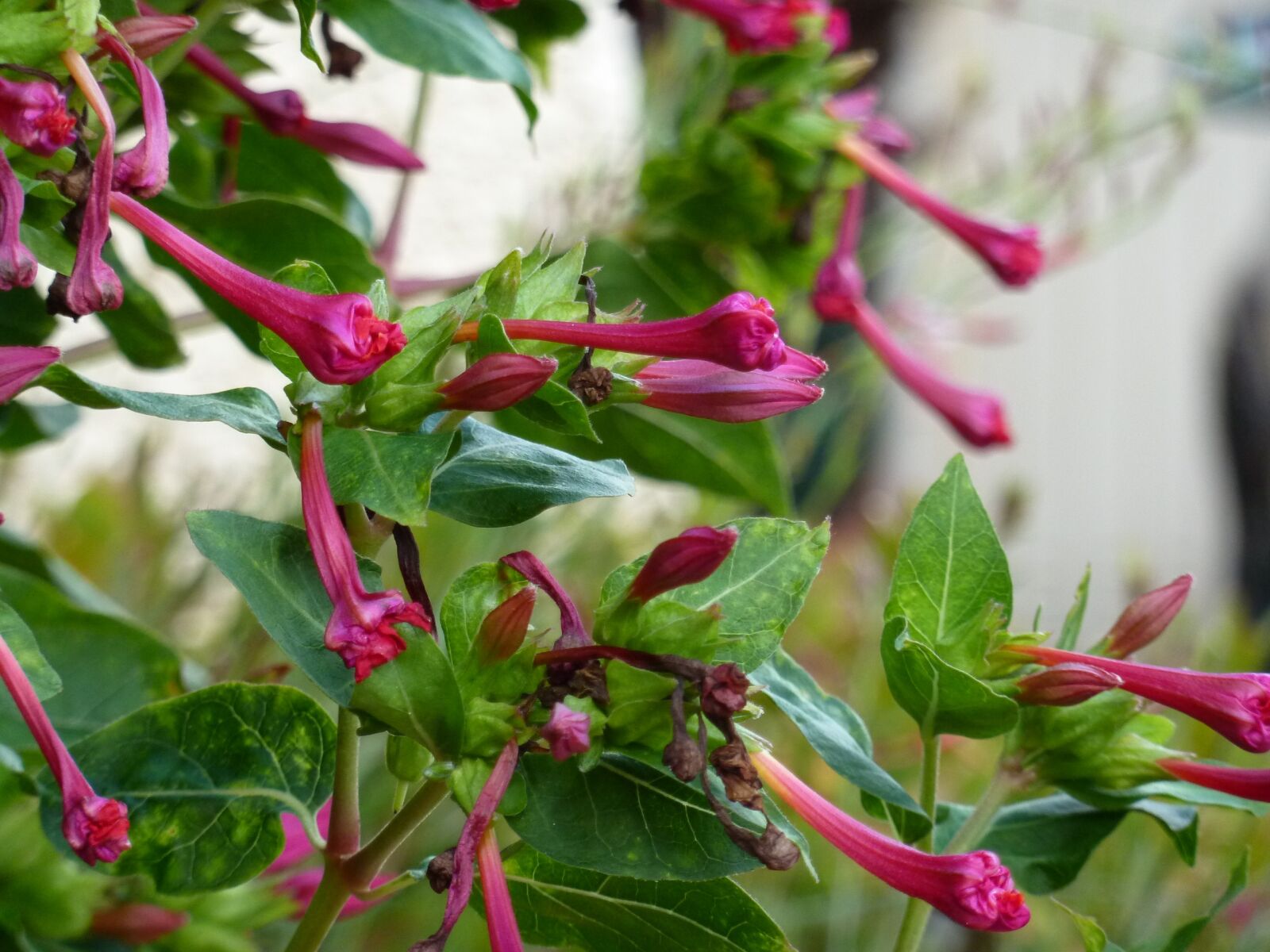 Panasonic Lumix DMC-ZS5 (Lumix DMC-TZ8) sample photo. Flower, pink, nature photography