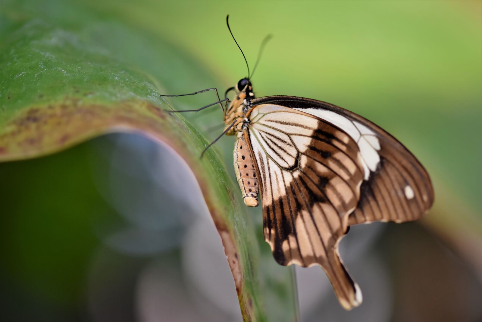 Nikon D7200 sample photo. Butterfly, tropical butterfly, exotic photography
