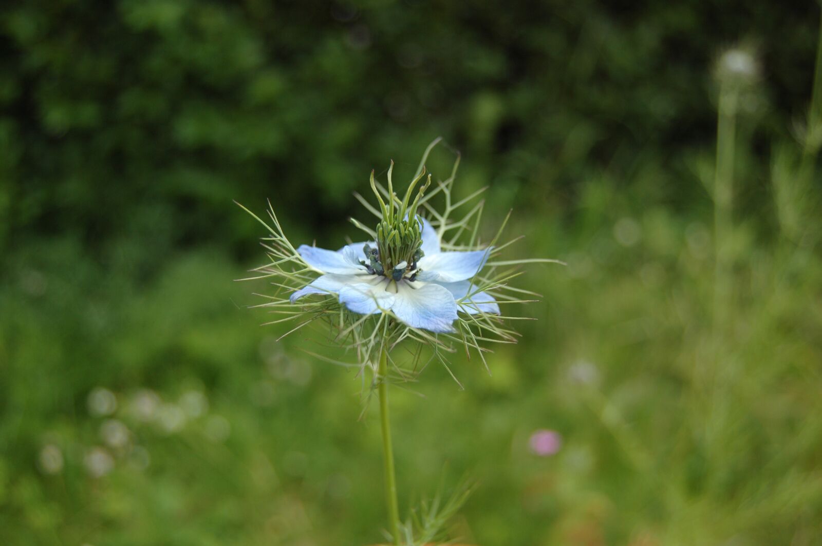 Nikon D40 sample photo. Flower, blue, nigella photography
