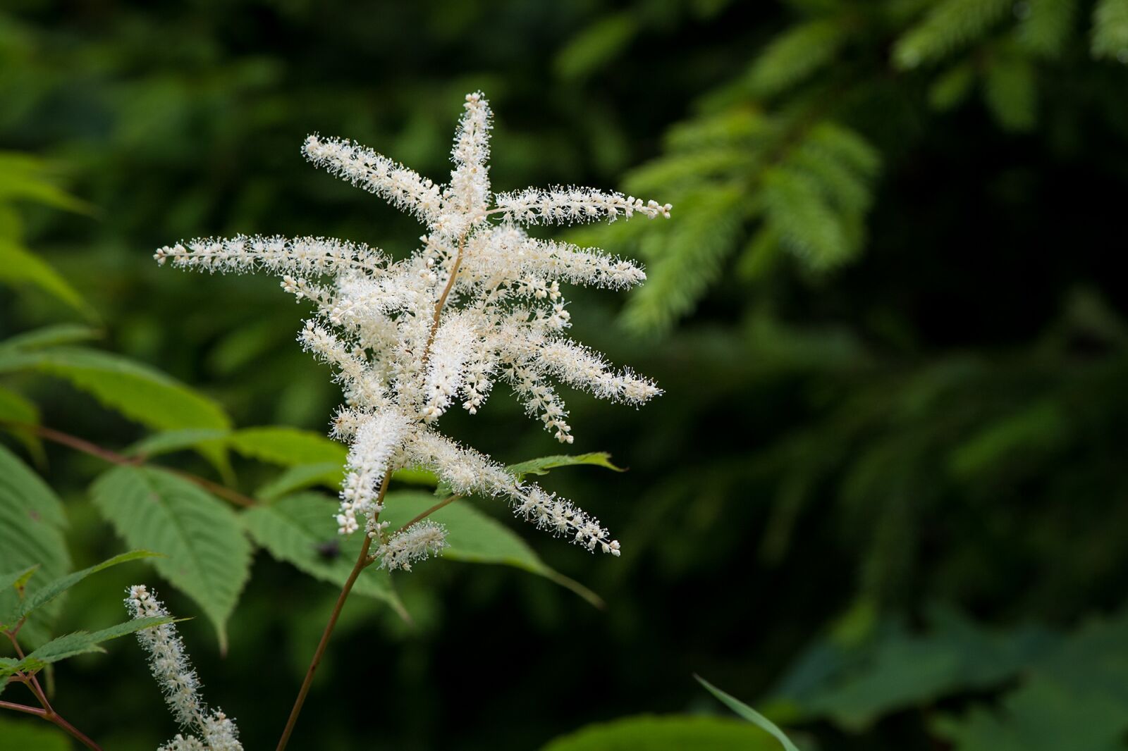 Nikon D7100 sample photo. Forest spiere, astilbe, forest photography