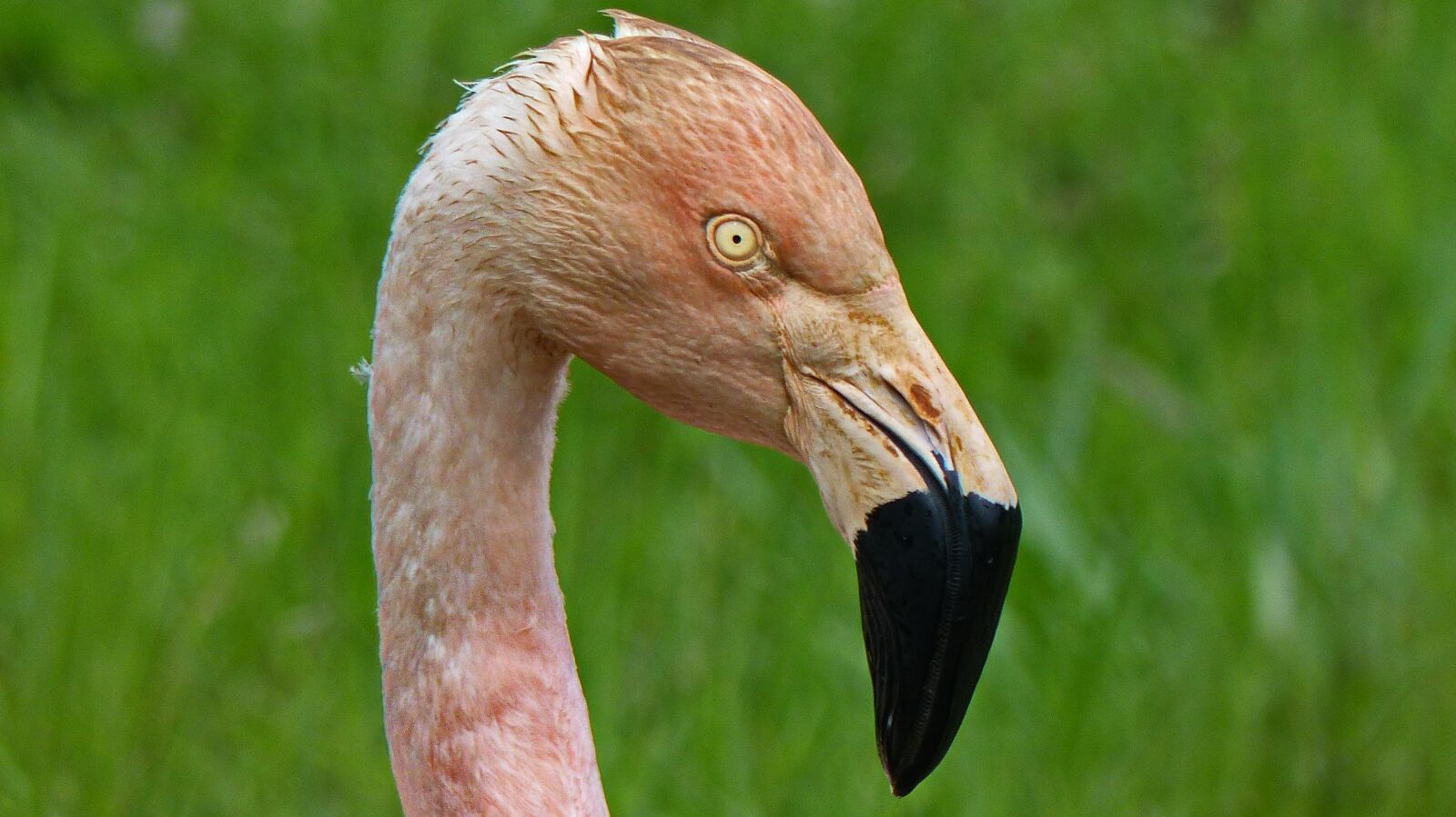 Panasonic Lumix DMC-FZ200 sample photo. Flamingo pink, bird, color photography