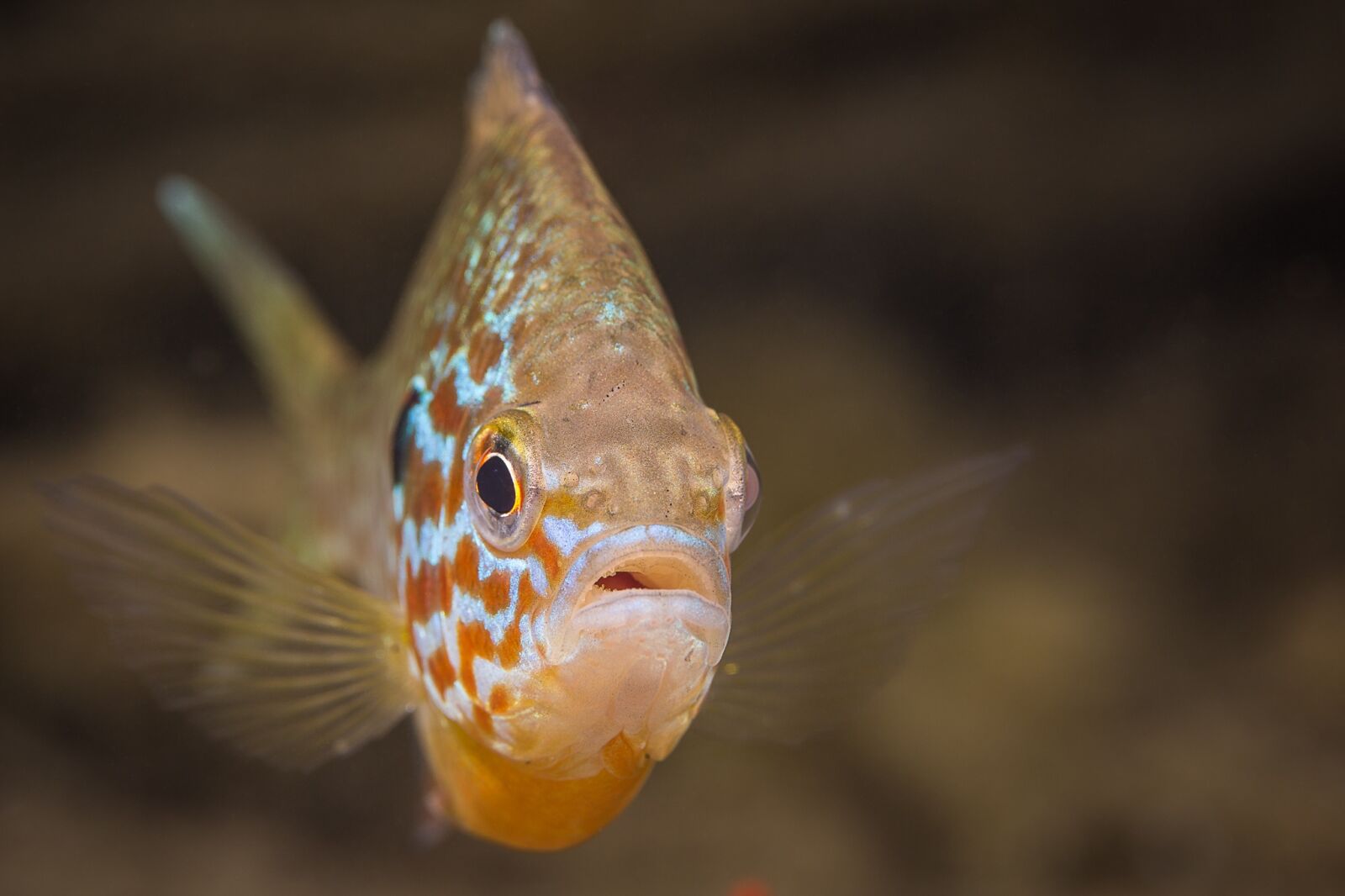 Canon EF 100mm F2.8L Macro IS USM sample photo. Gold perch, fish, underwater photography