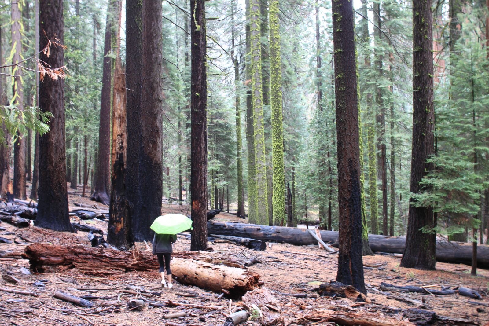 Canon EOS 500D (EOS Rebel T1i / EOS Kiss X3) sample photo. Yosemite, national park, wood photography